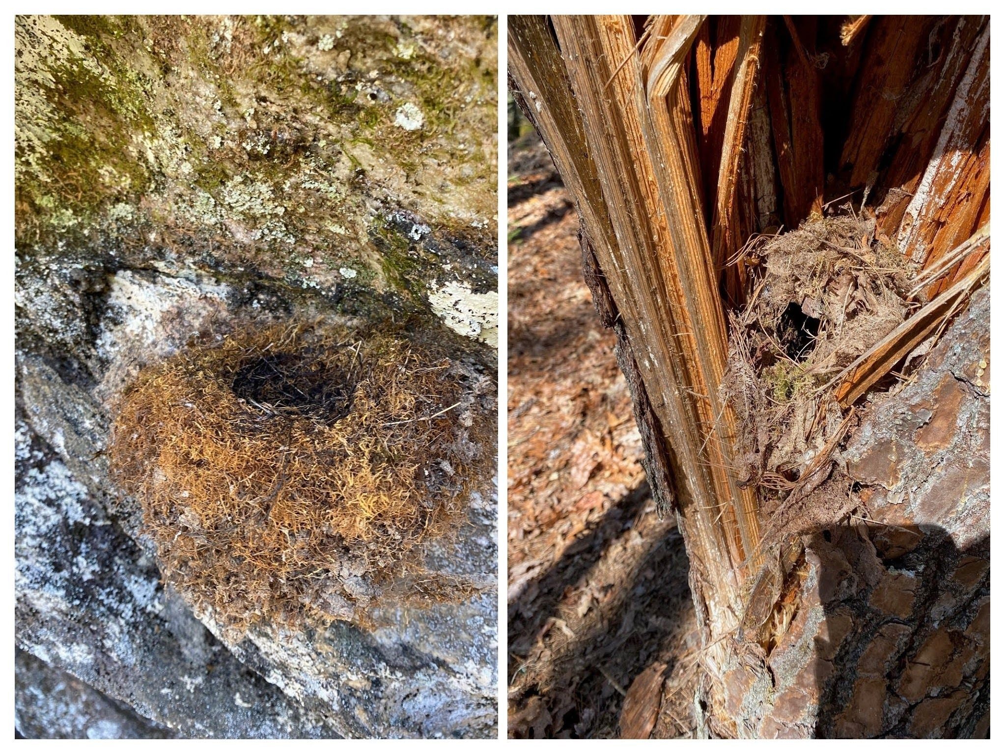 Carole spotted these bird nests, one beneath a rock ledge and the other in a broken tree stump.