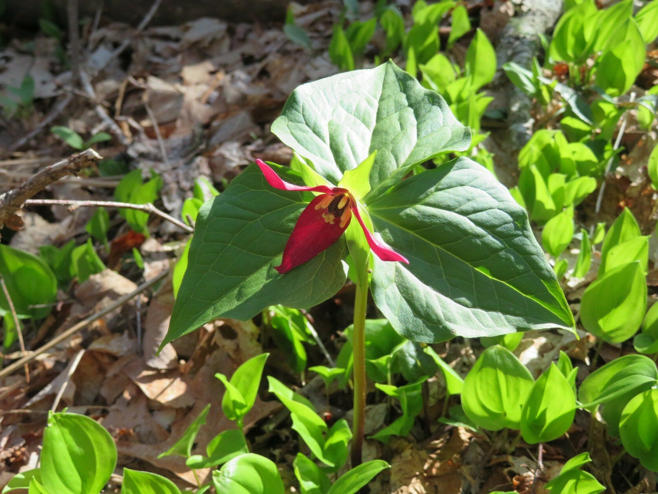 Red Trillium (Trillium erectum)