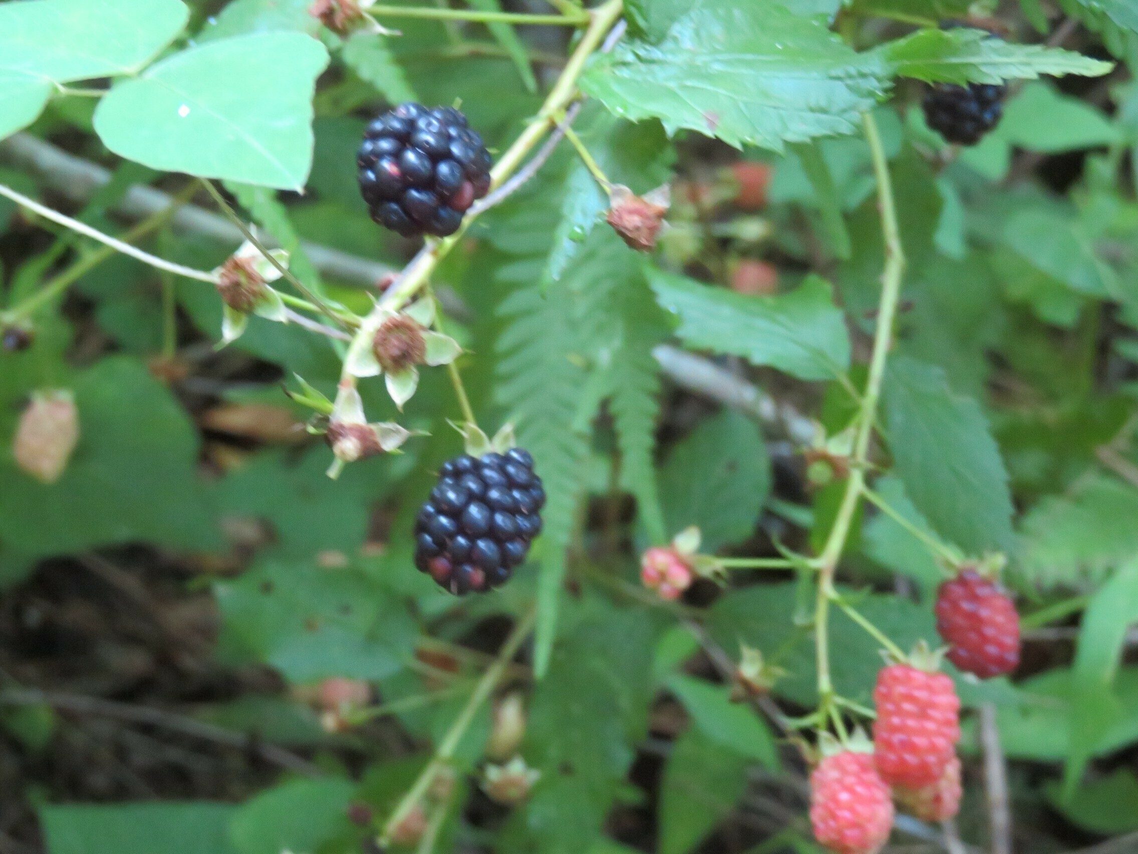 Yummy blackberries along the path climbing out of the Chattooga River.