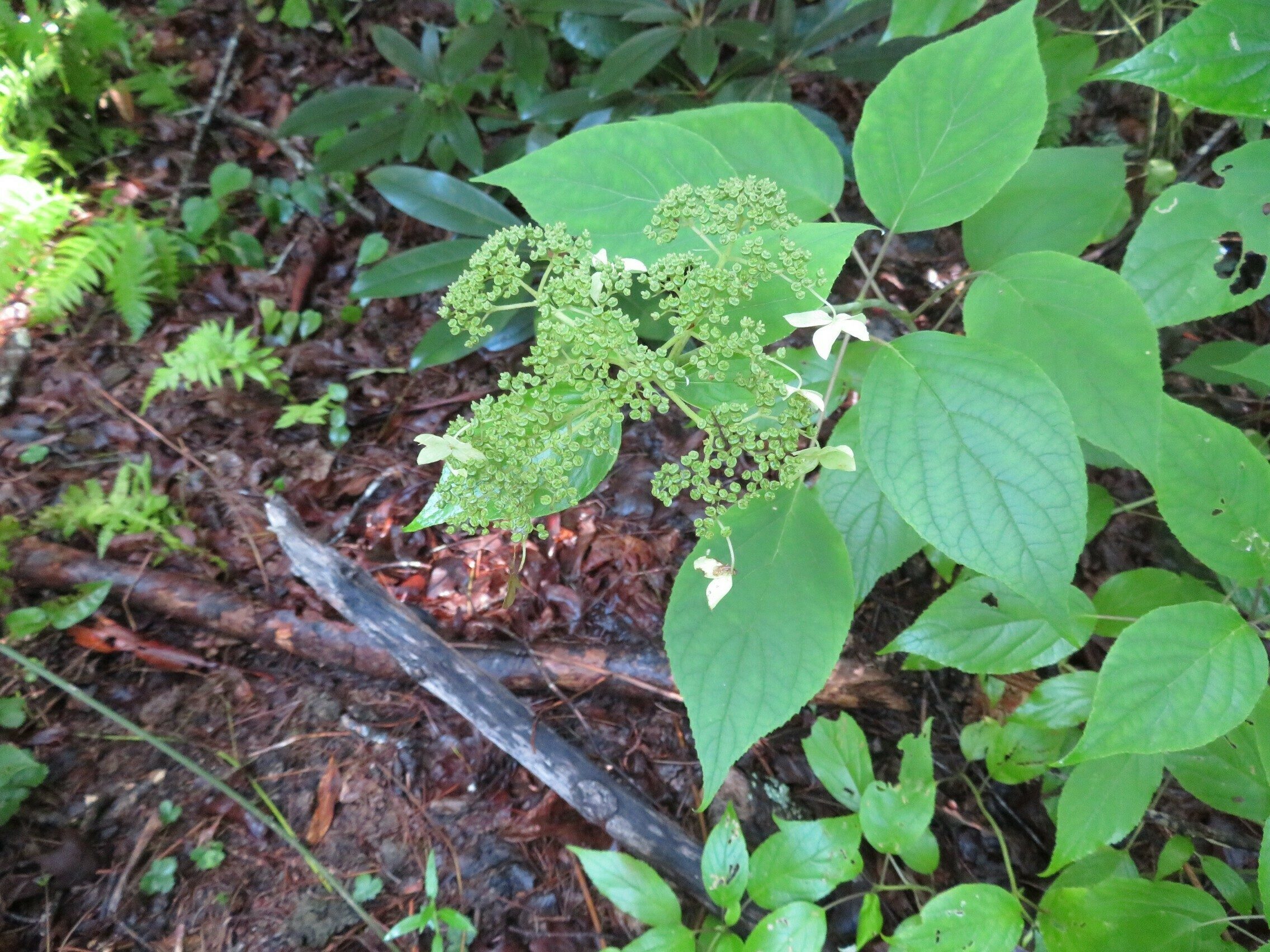 Late season example of Wild Hydrangea