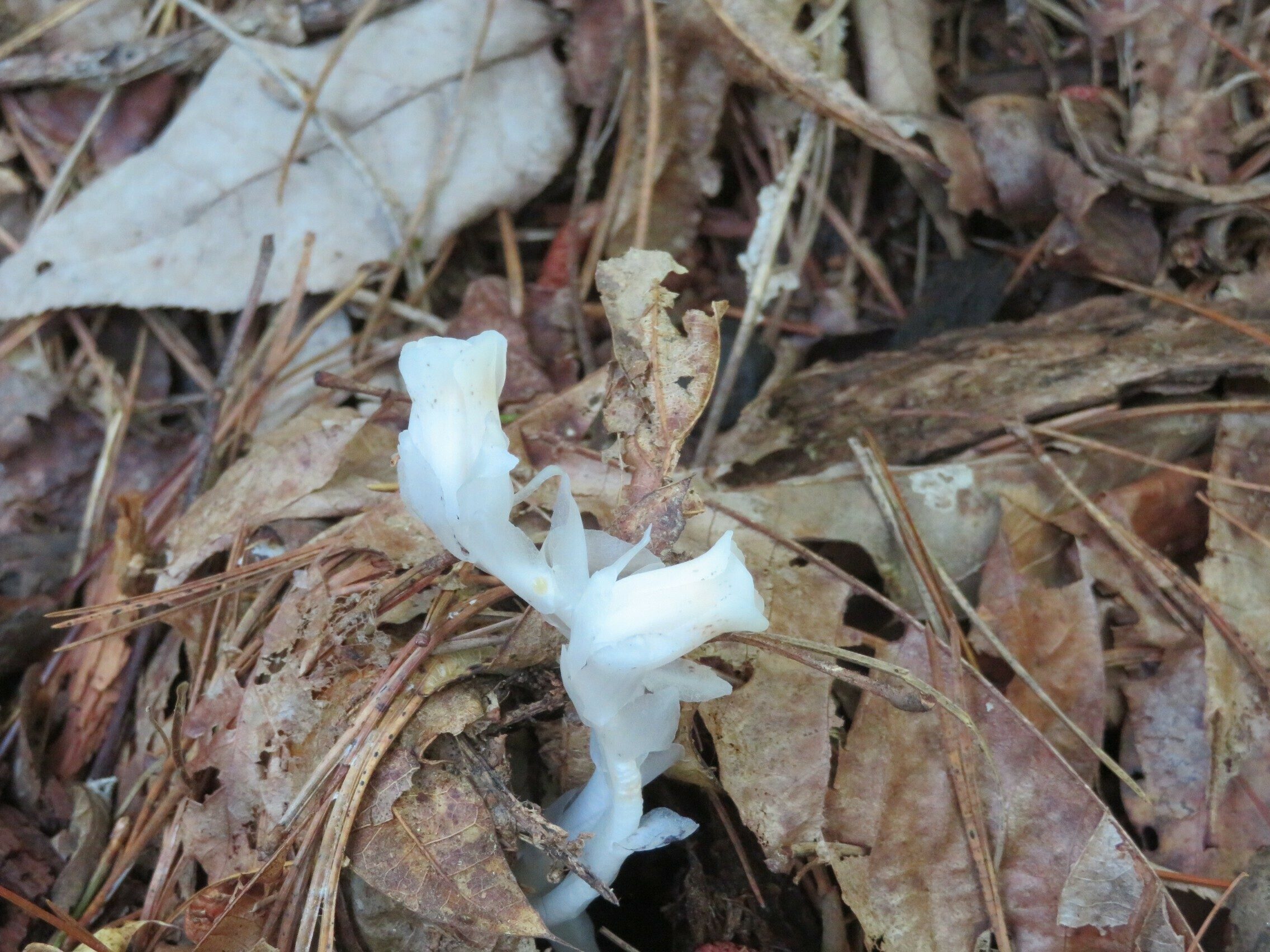 Indian Pipes (Monotropa uniflora) just emerging after several days of rain