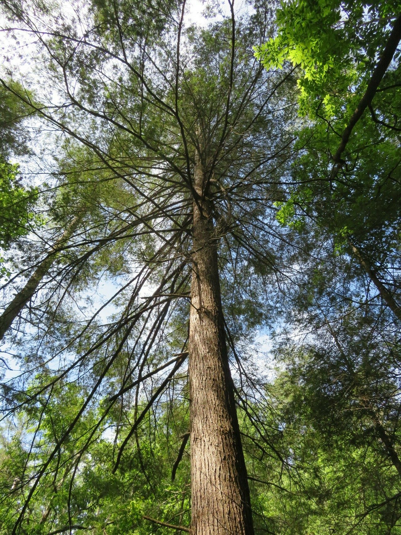 One large Hemlock tagged and apparently has been treated to survive the Woolly Adelgid insect.