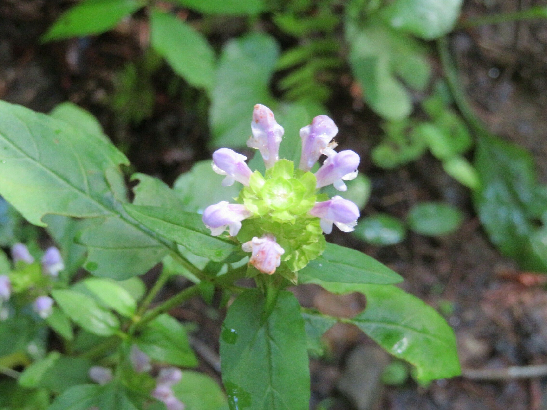 Heal-all (Prunella vulgaris)
