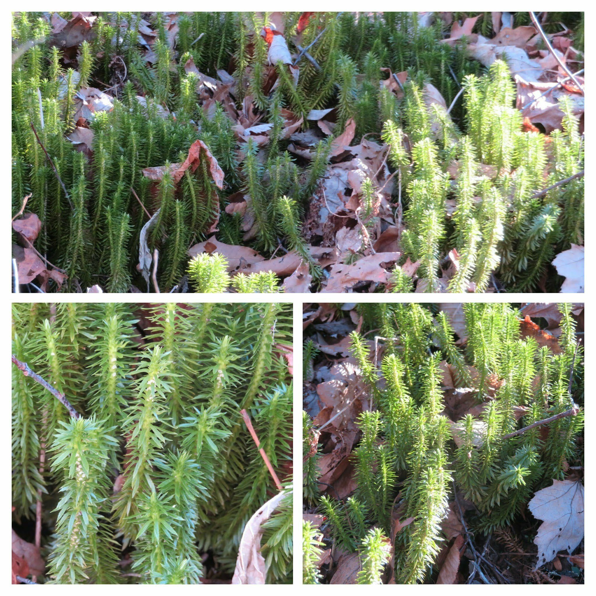 A few patches of Ground Pine standing out in the brown, fallen leaves.