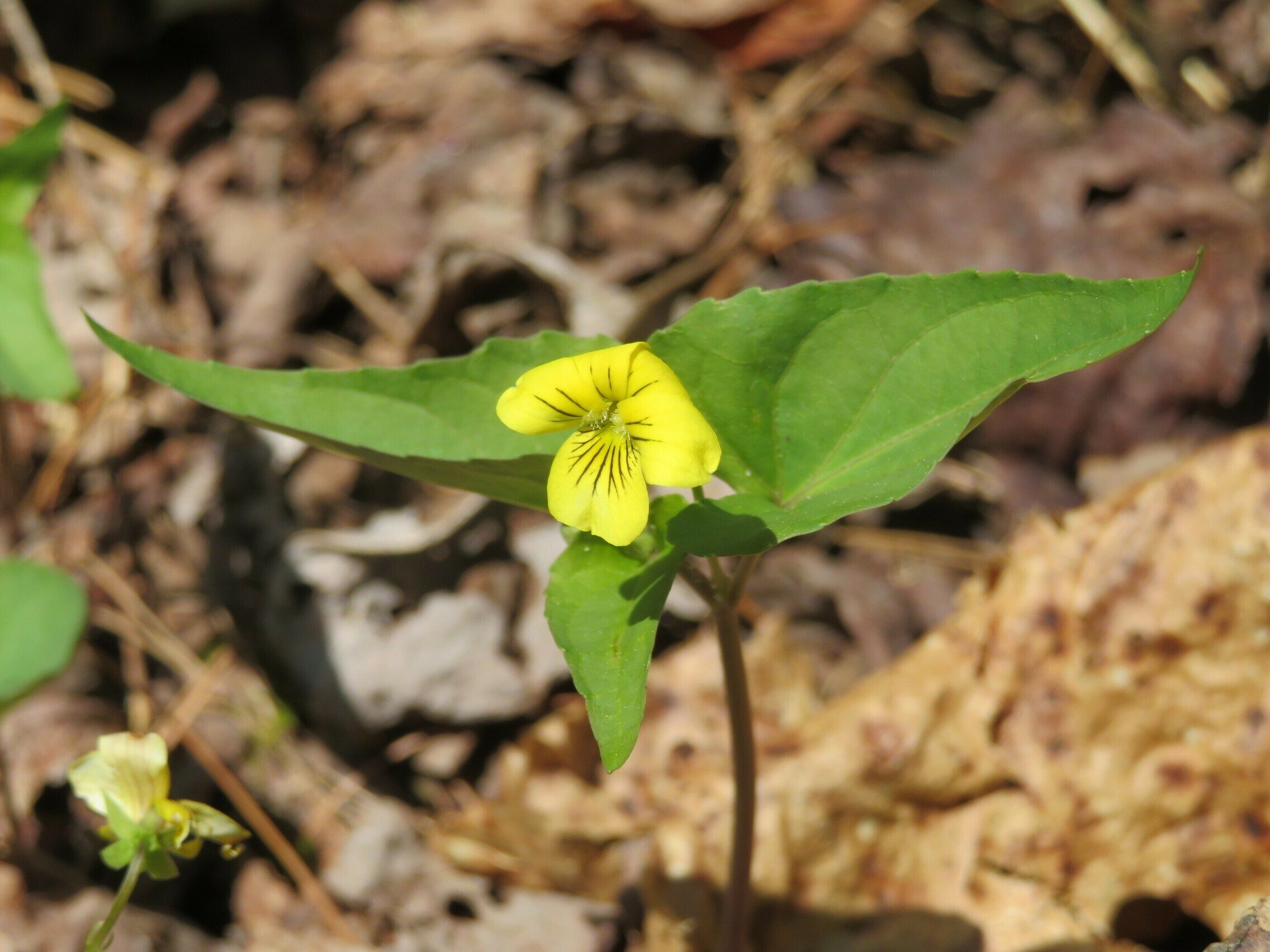 Halberd-leaved Violet (Viola hastata)
