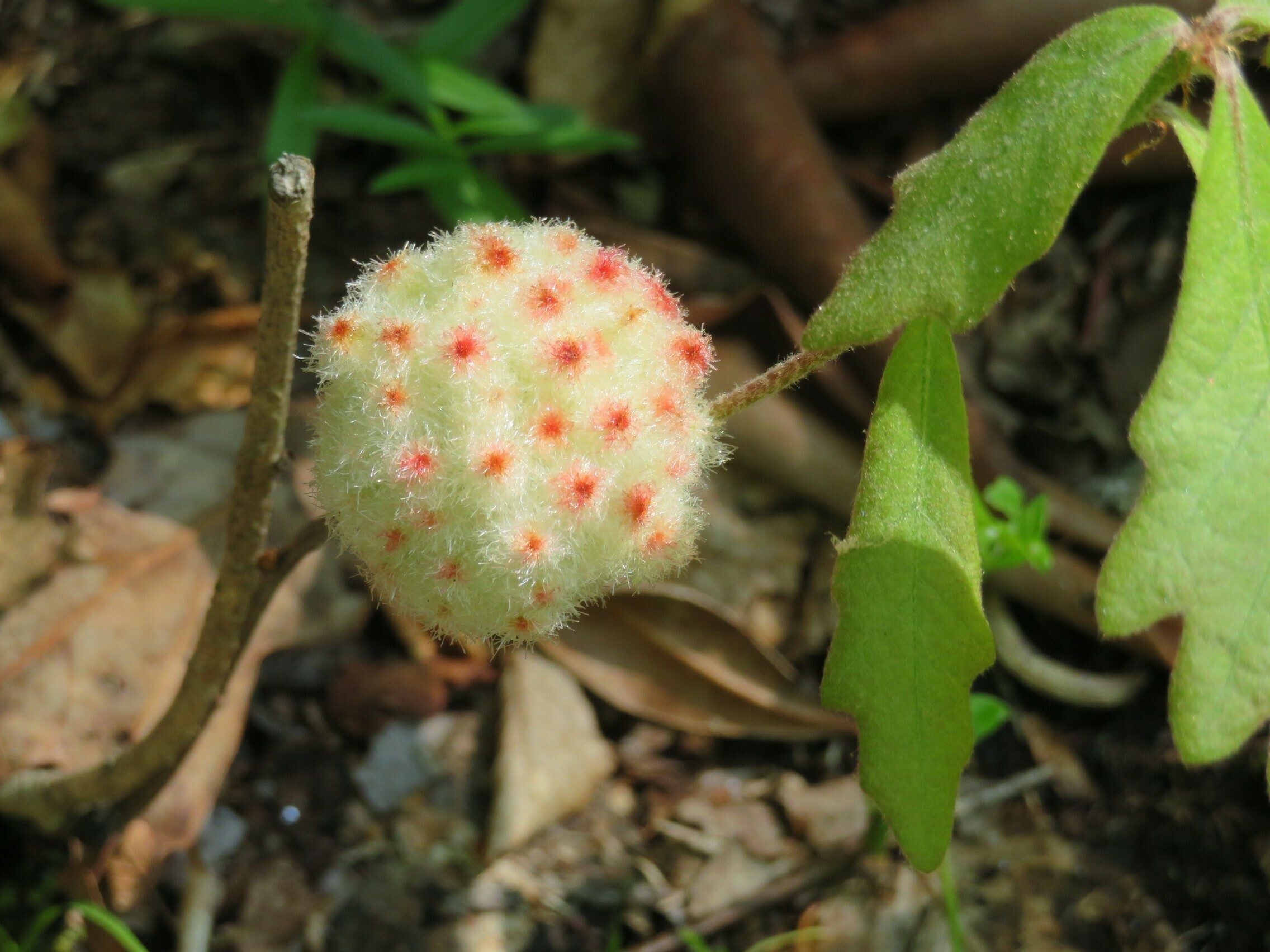 Unknown Plant but given the name, "Coronavirus Puff Ball"