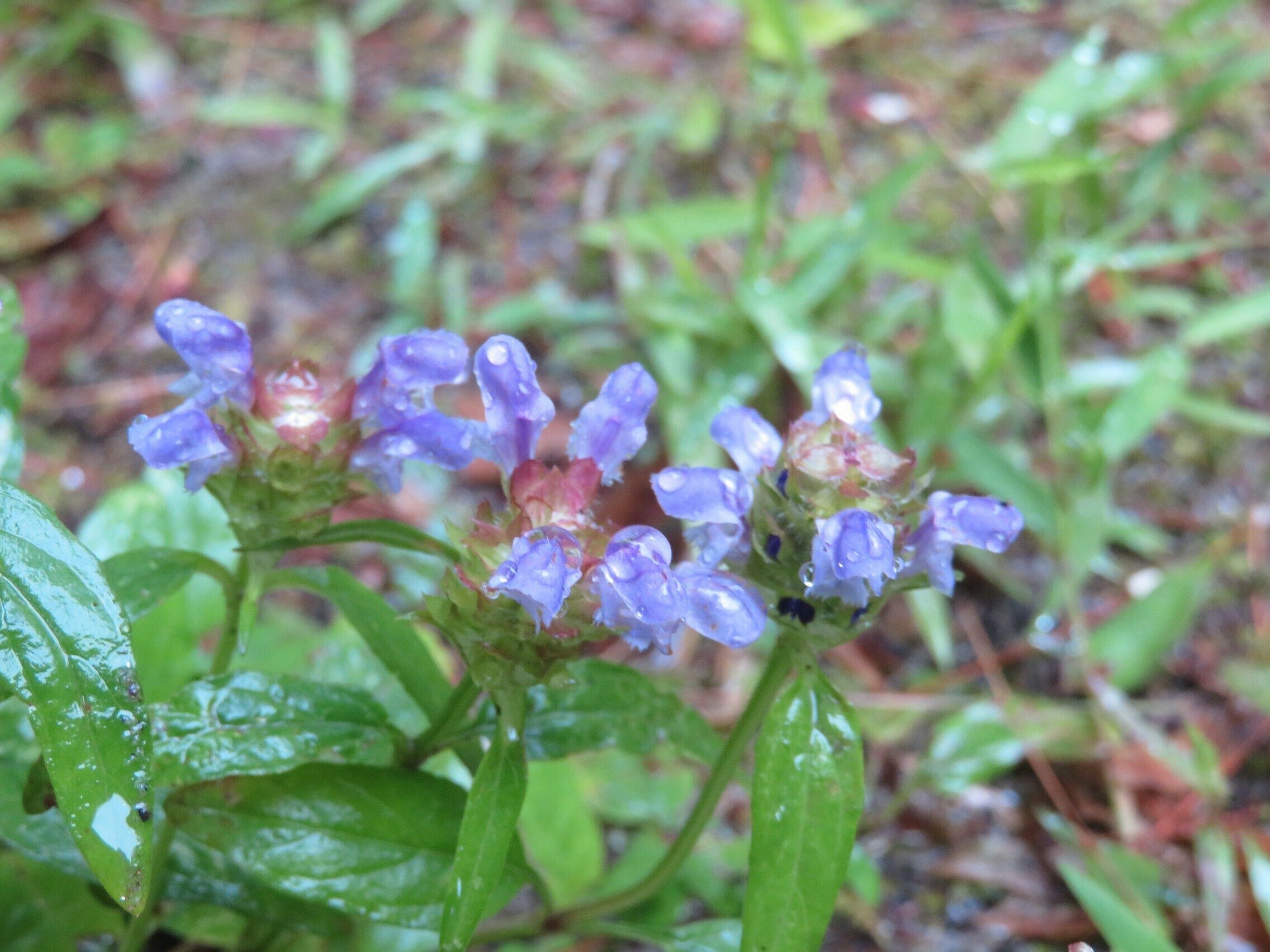 Rain Soaked Hyssop Skullcap (Scutellaria integrifolia)