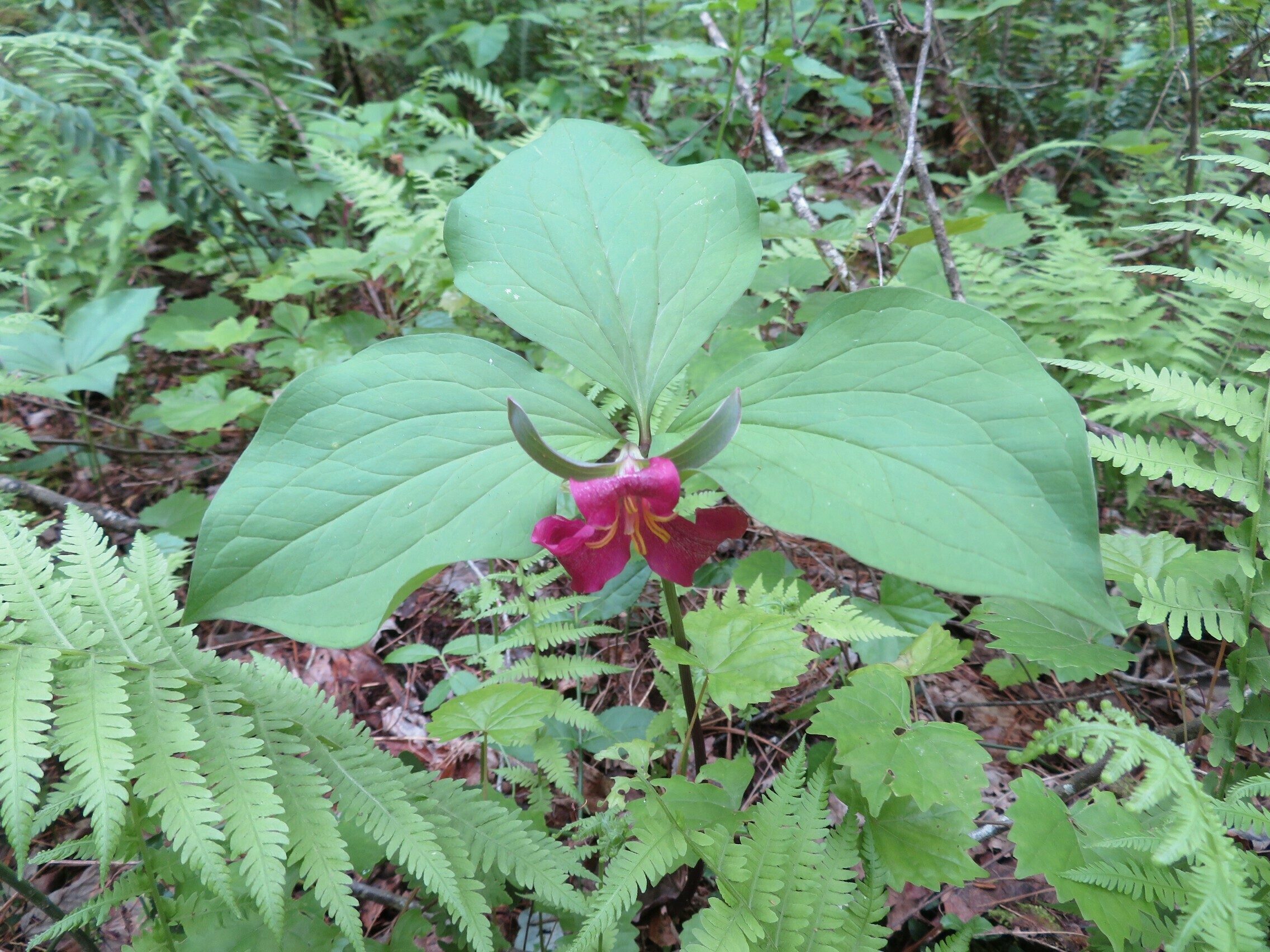 Vasey's Trillium (Trillium vaseyi)