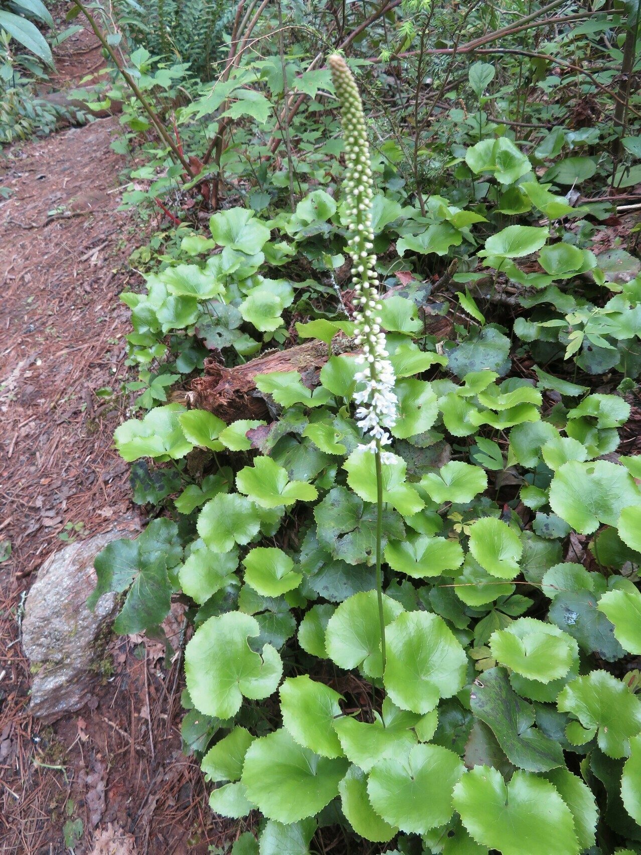 Galax (Galax aphylla)