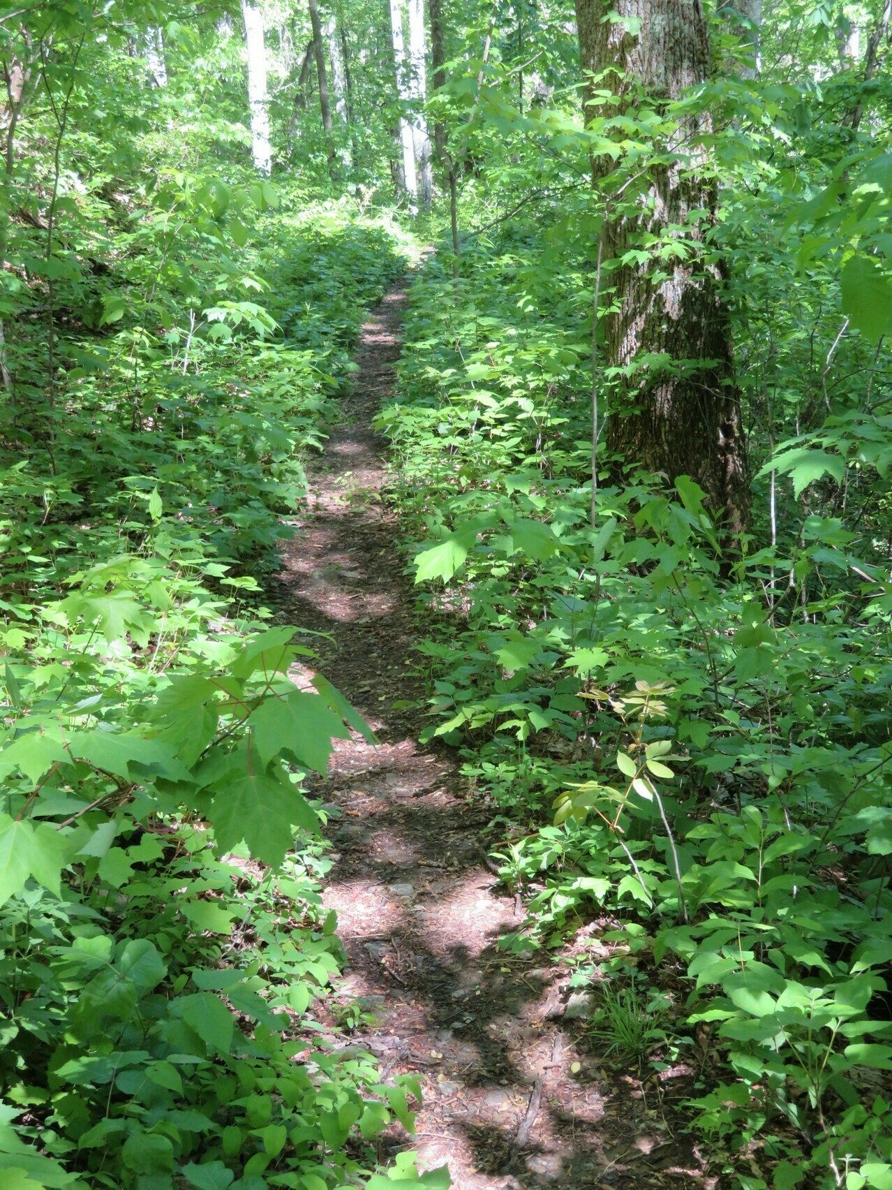 Typical conditions on the Coosa Backcountry Trail