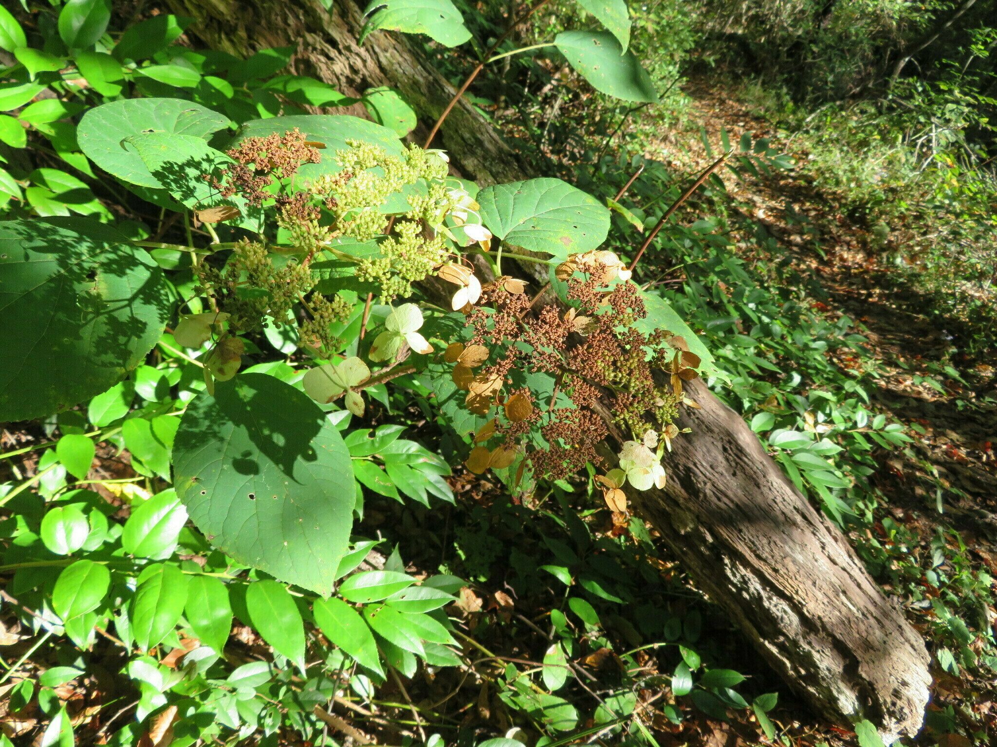 Last showing of this Wild Hydrangea(Hydrangea arborescens).