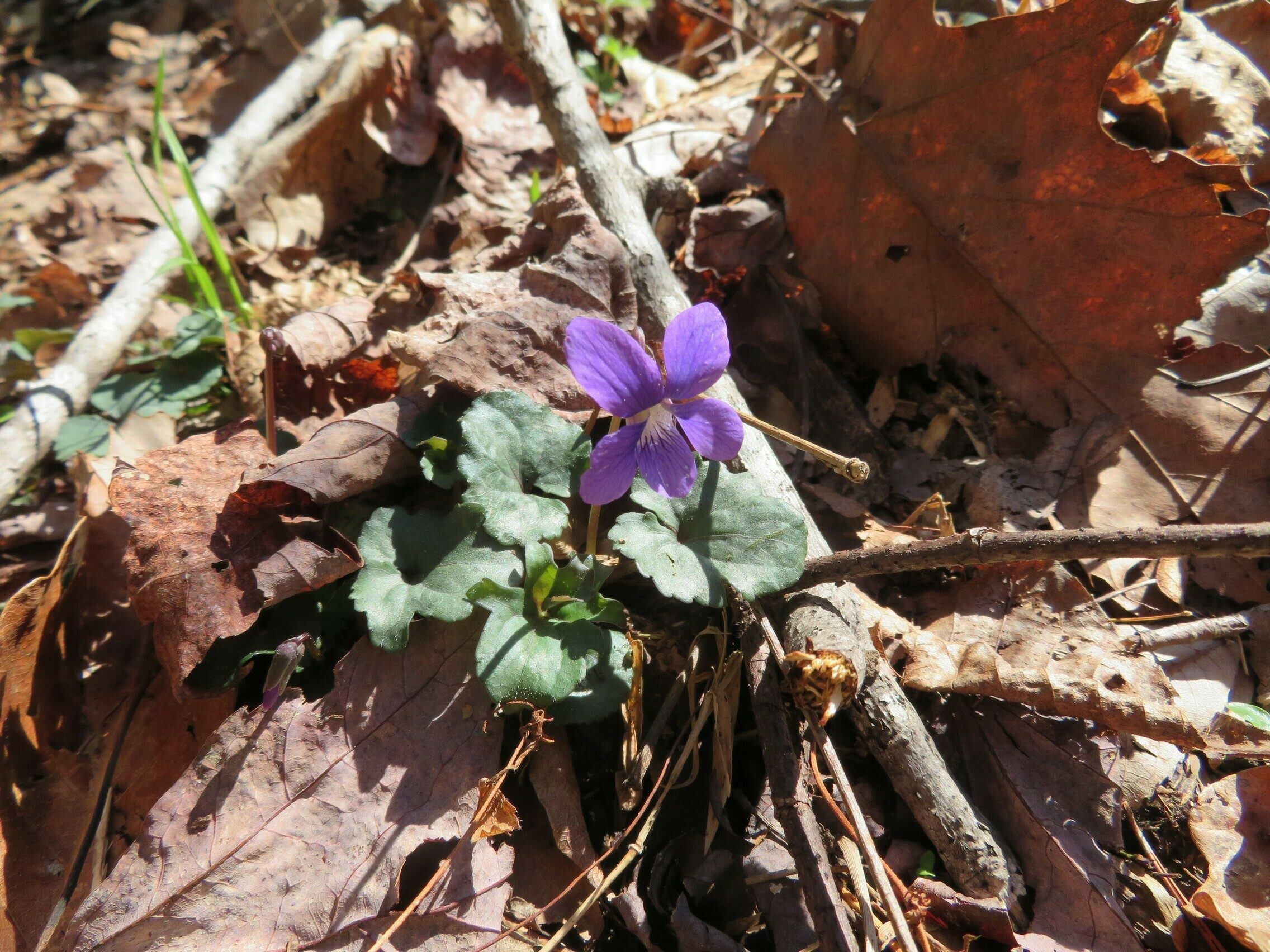 Common Blue Violet (Viola sororia)
