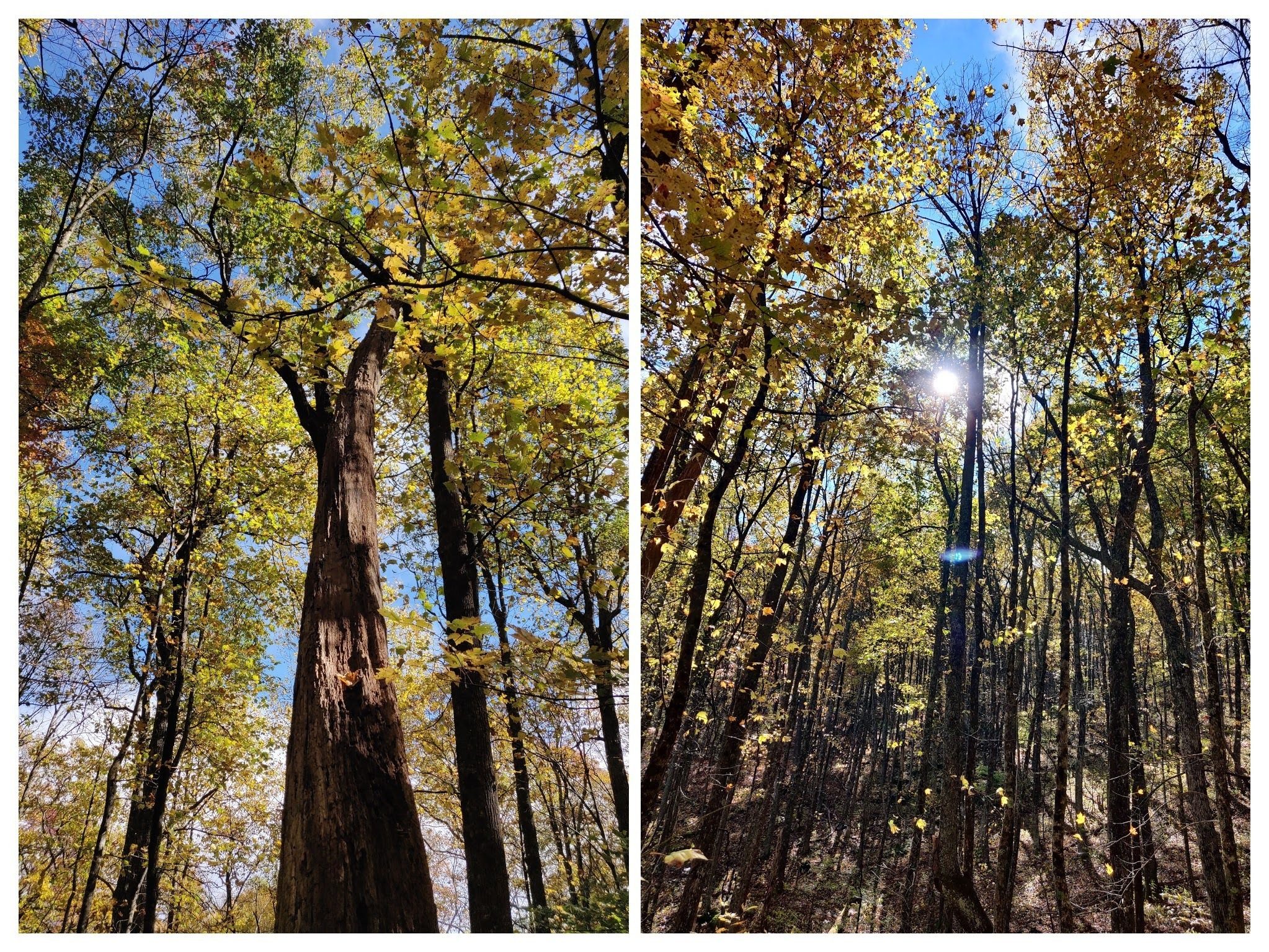 Upshots of some of the tall trees along the trail that are beginning to lose their leaves.