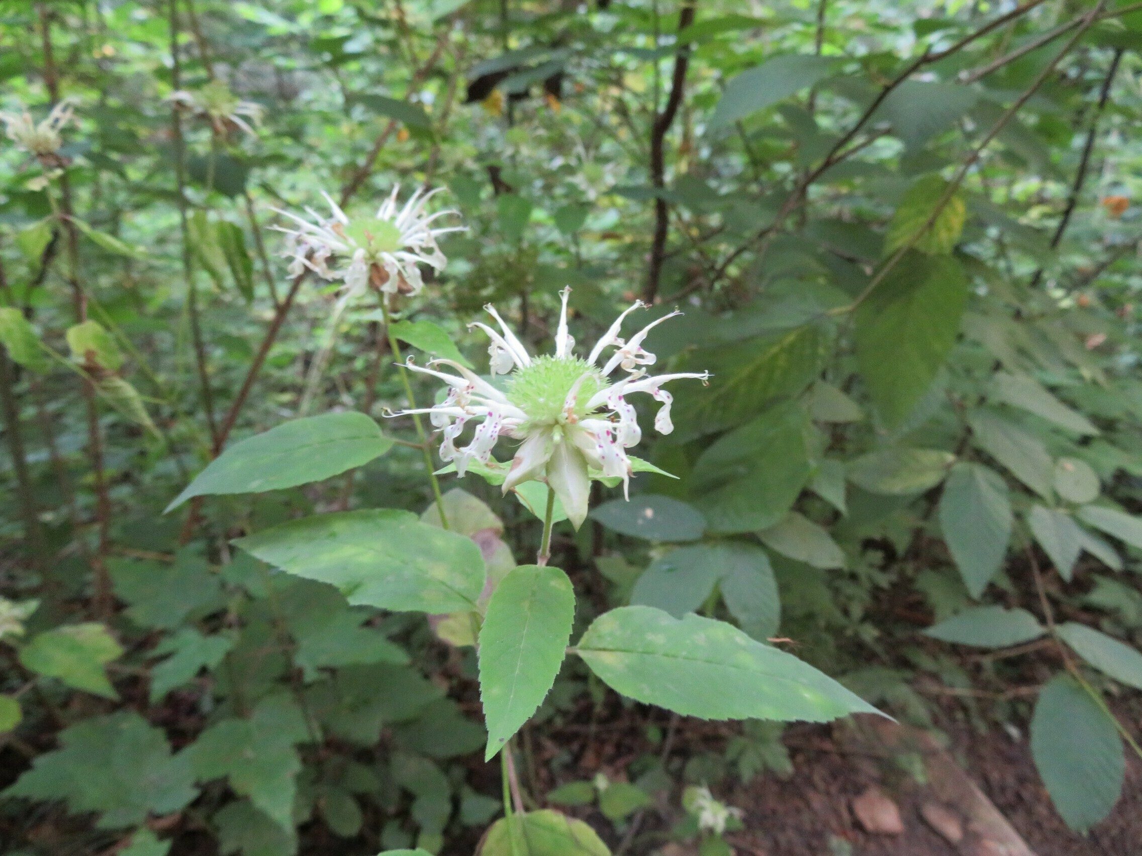 White Bergamot (Monarda clinopodia)