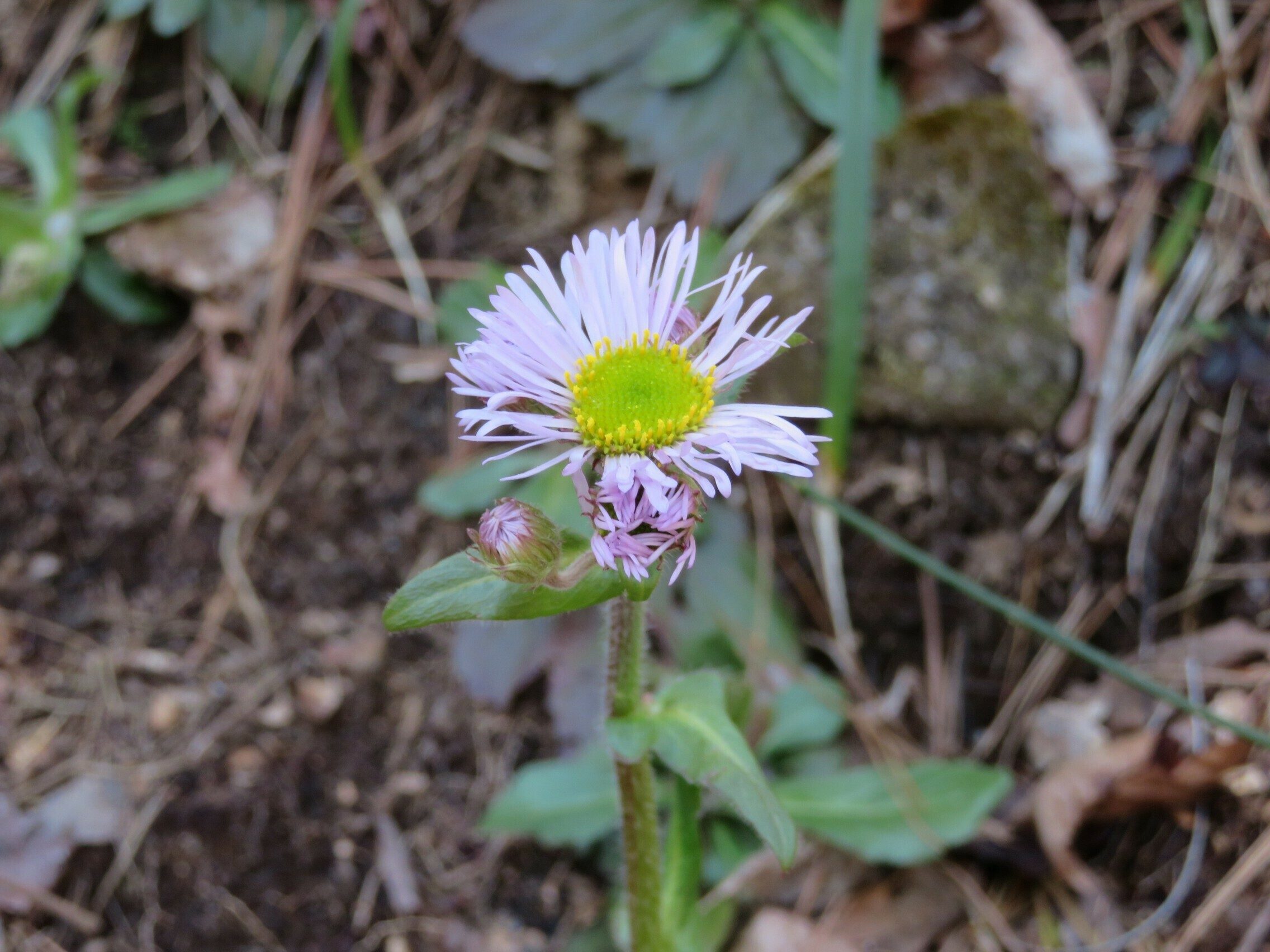 Robin's Plantain (Erigeron pulchellus)