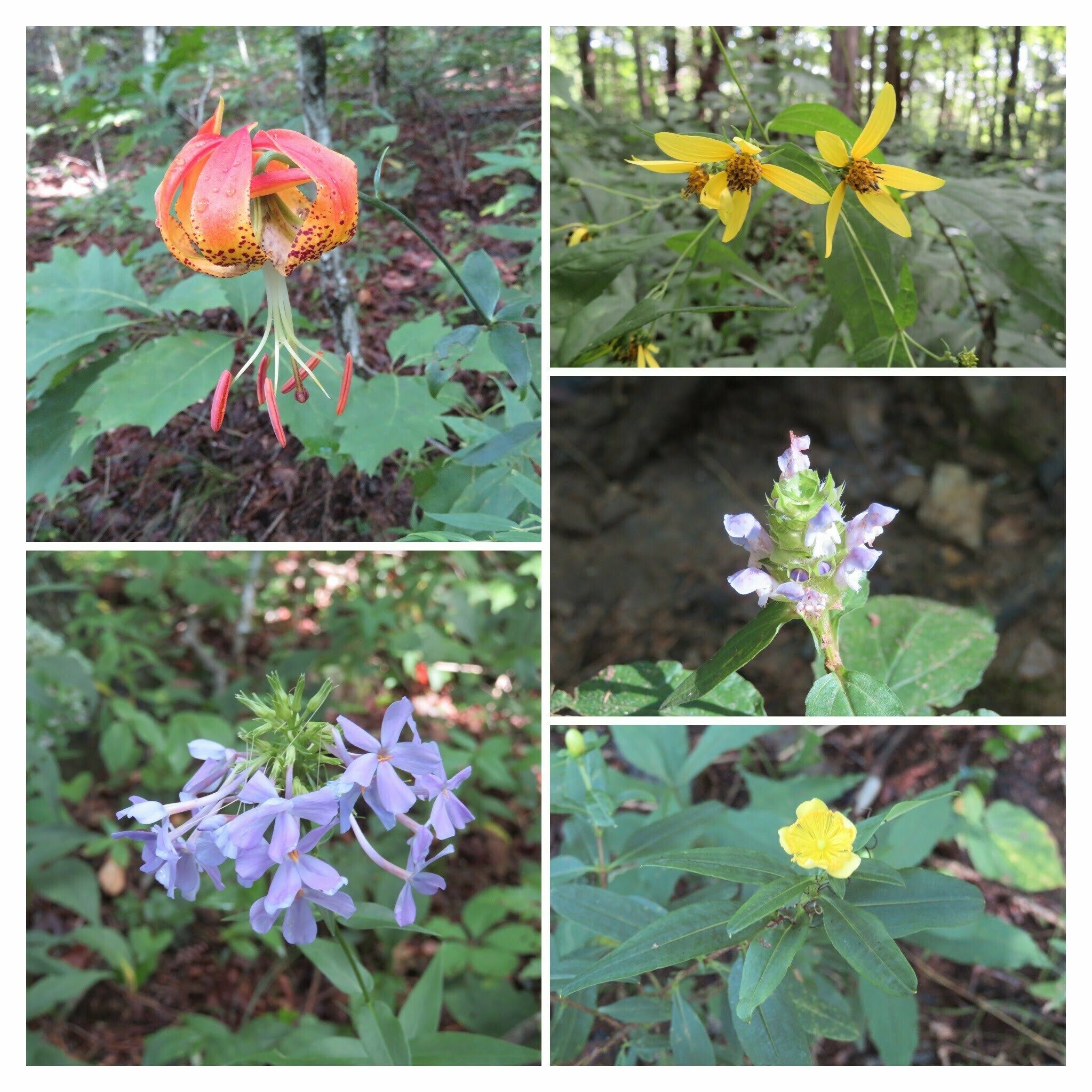 Collage of wildflowers