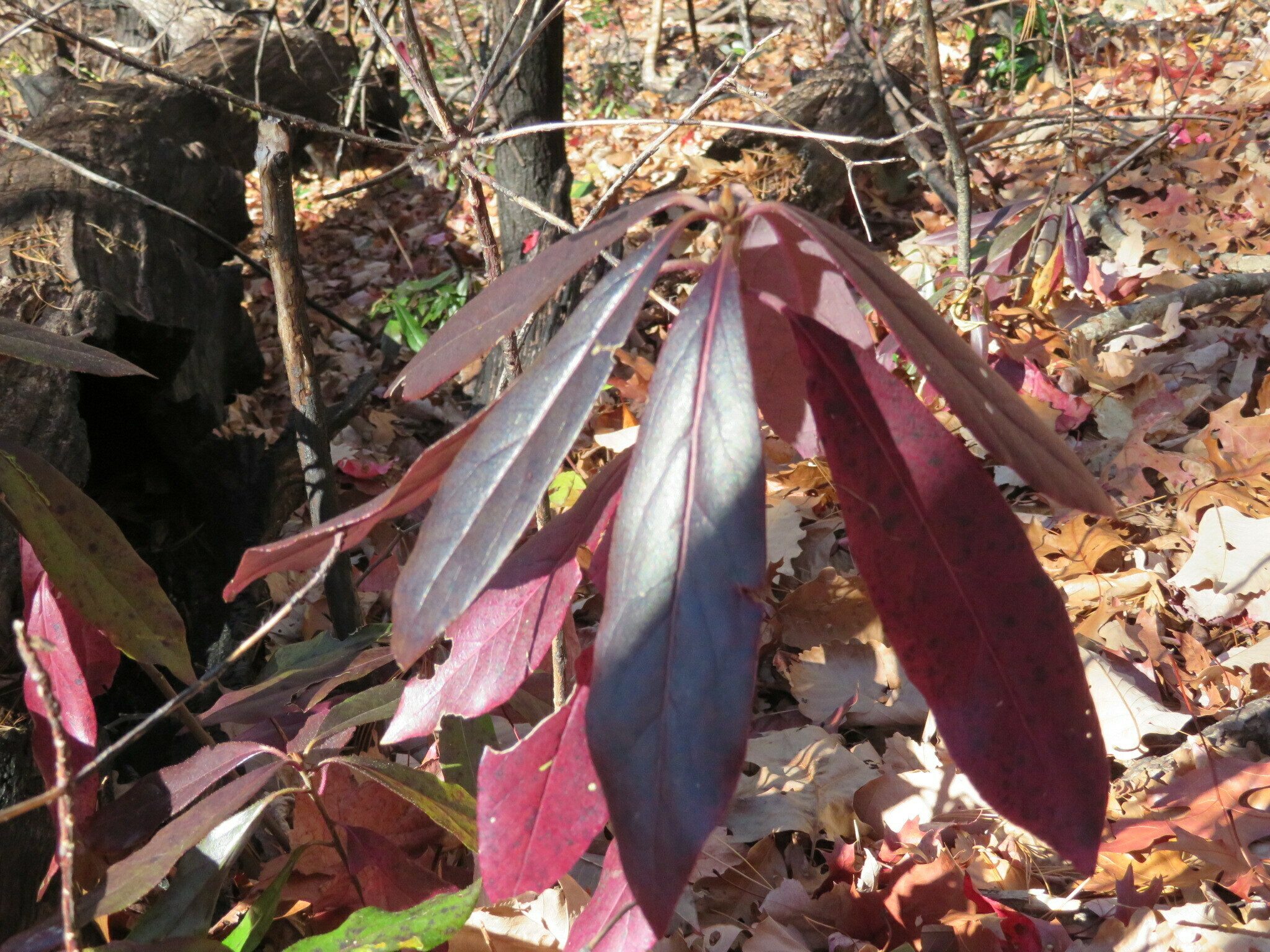 This striking dark purple plant caught my eye early on the hike.