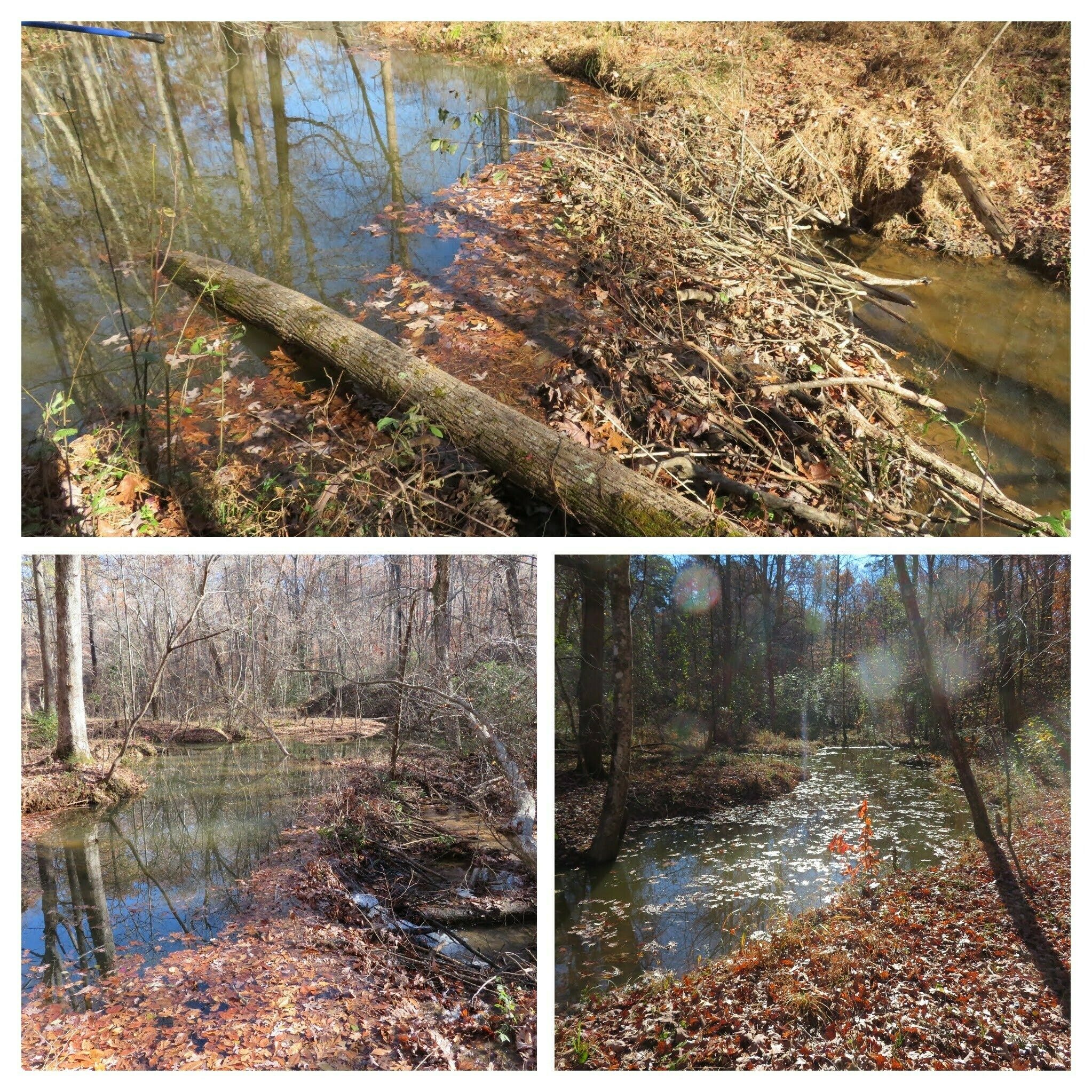 New beaver dams and backup further downstream from the wetlands.
