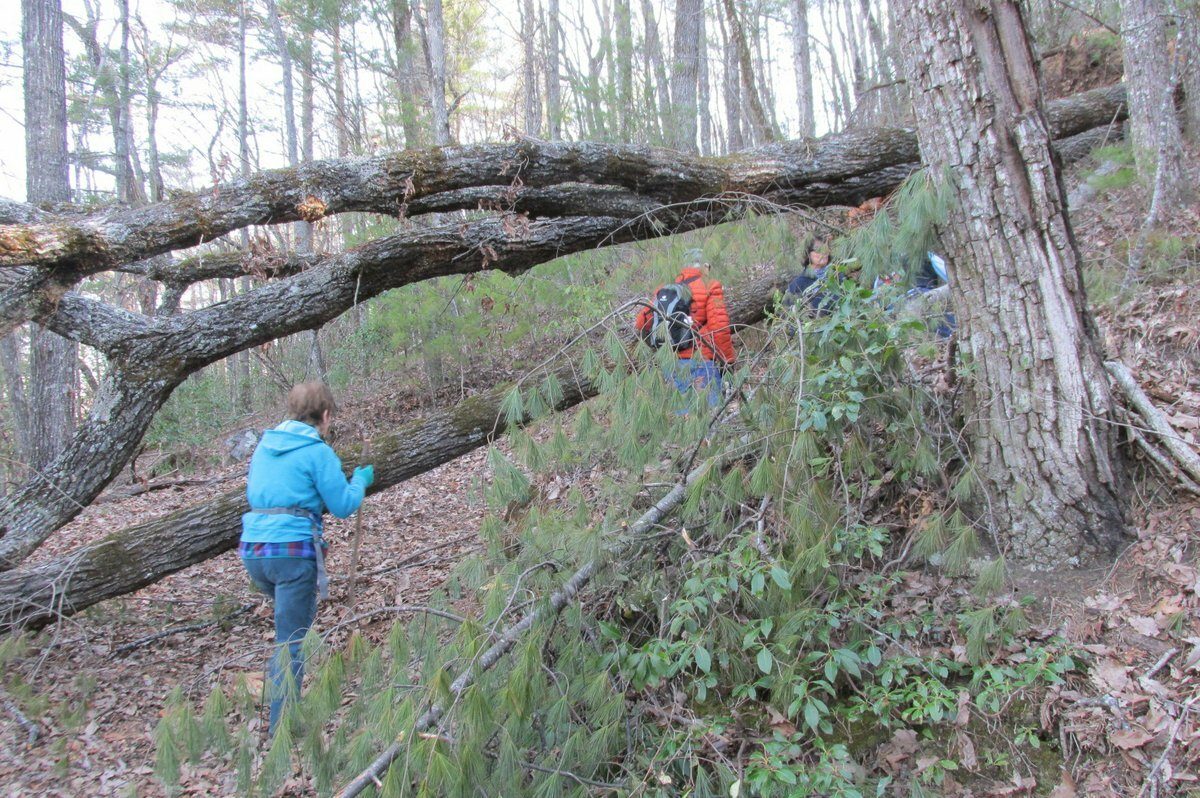 Got to get around this downed tree