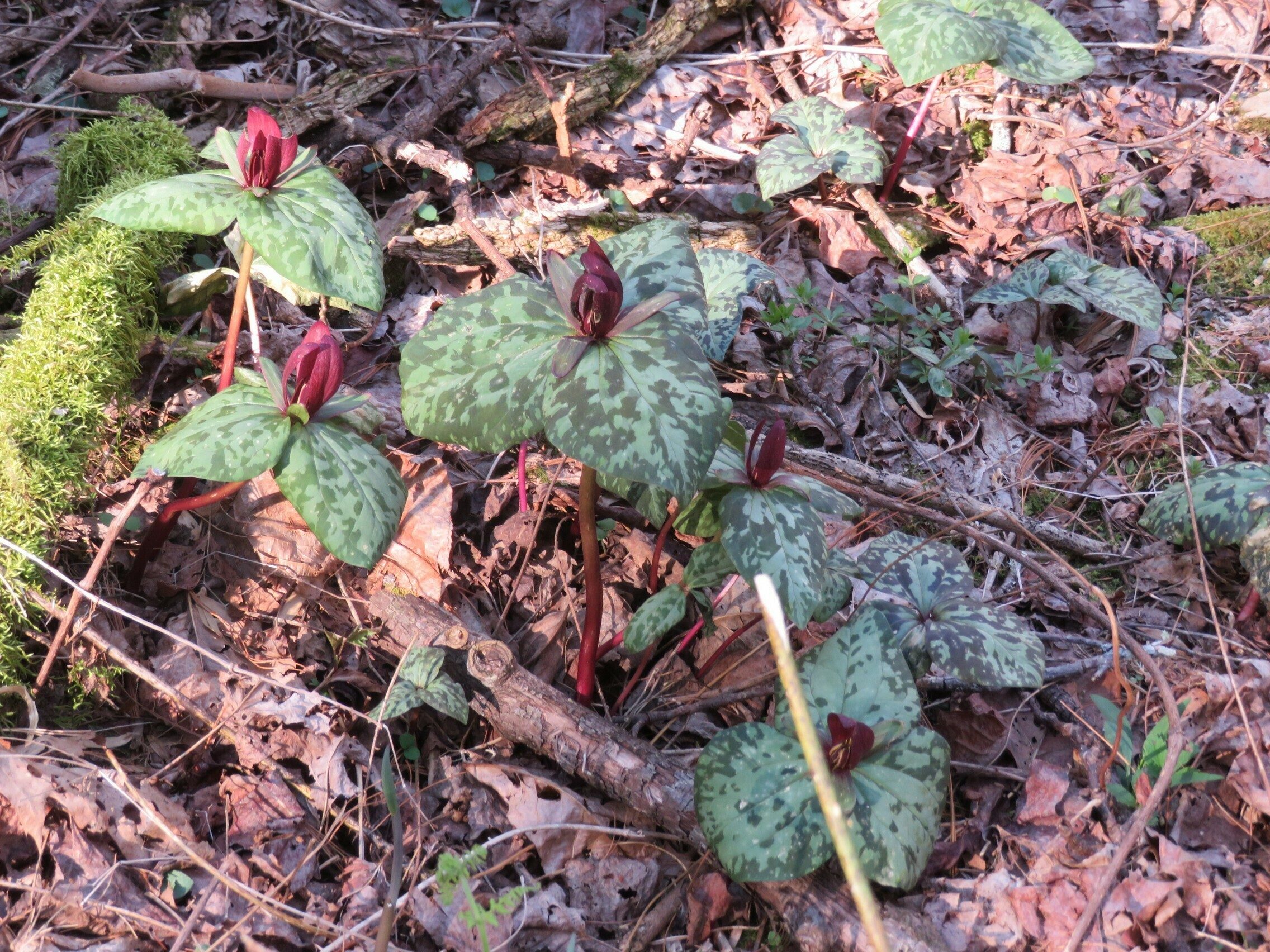 Toadshade / Red Trillium (Trillium cuneatum)