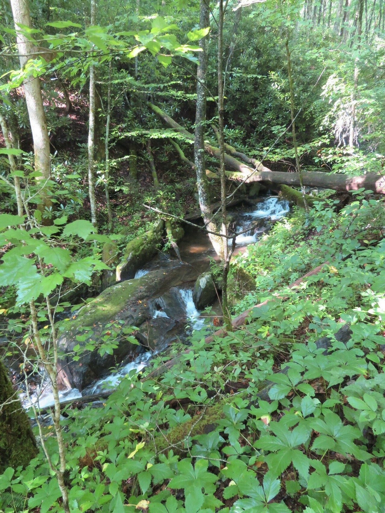 Paralleling streams and creeks along much of the trail.