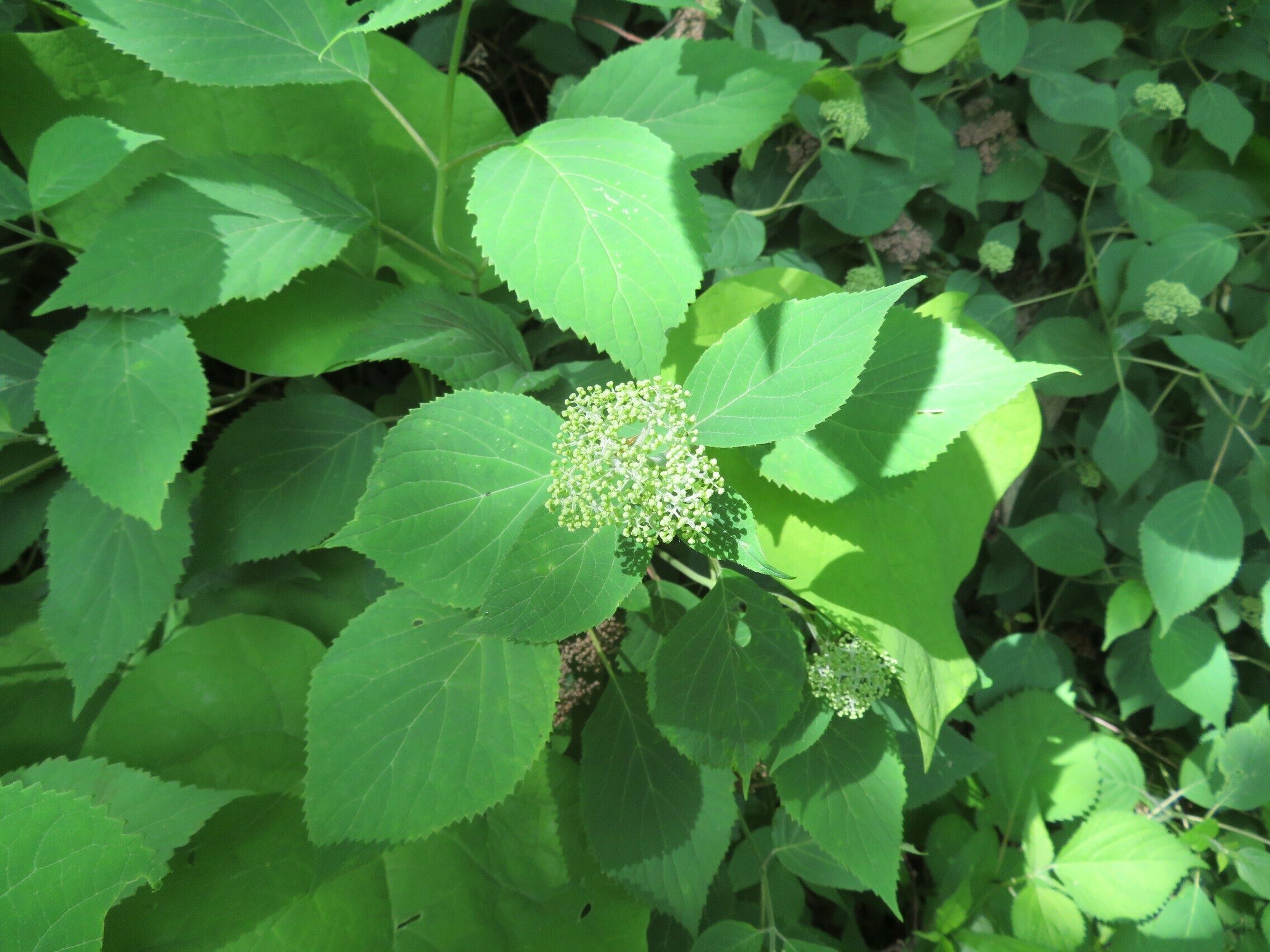 Wild Hydrangea(Hydrangea arborescens) just about to bloom