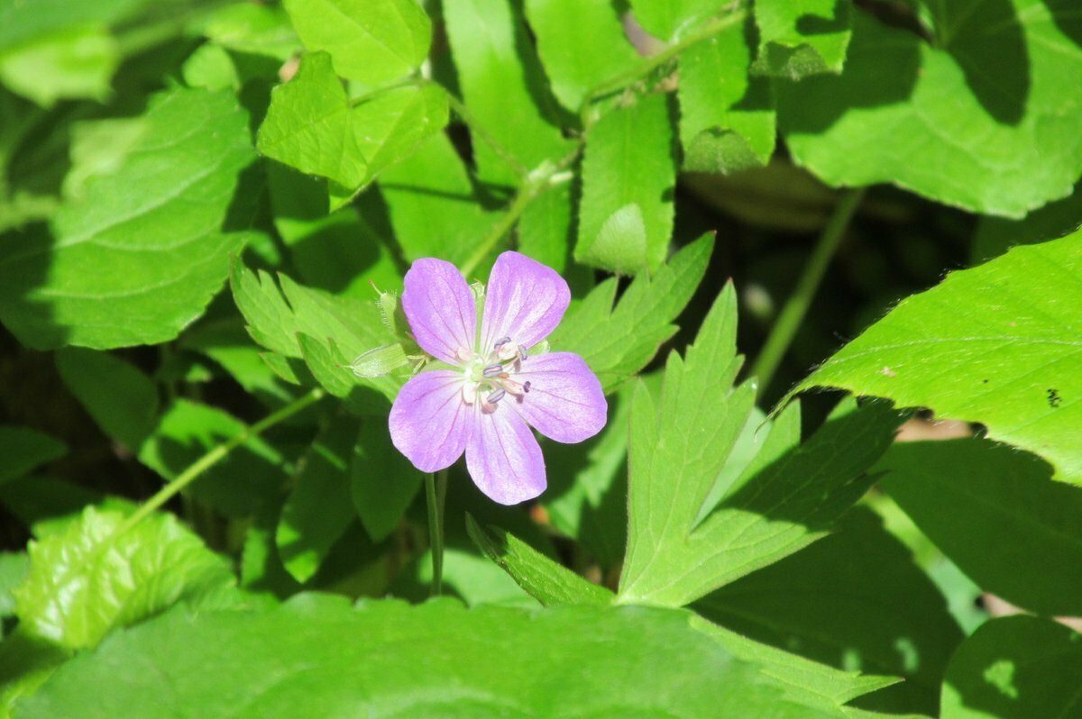Wild Geranium (Geranium maculatum)