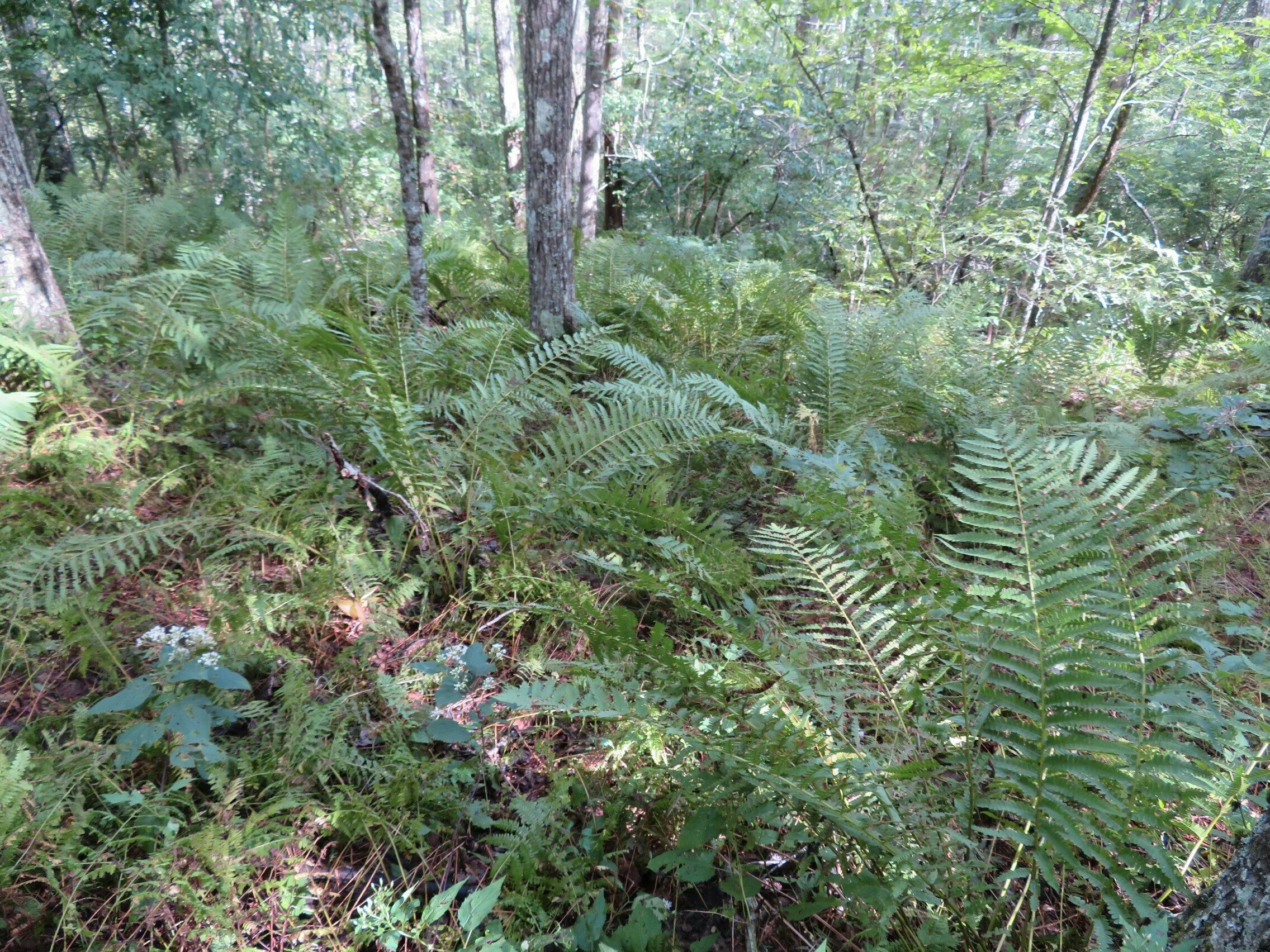 A couple of large patches of large cinnamon ferns, although well past showing their "cinnamon sticks."