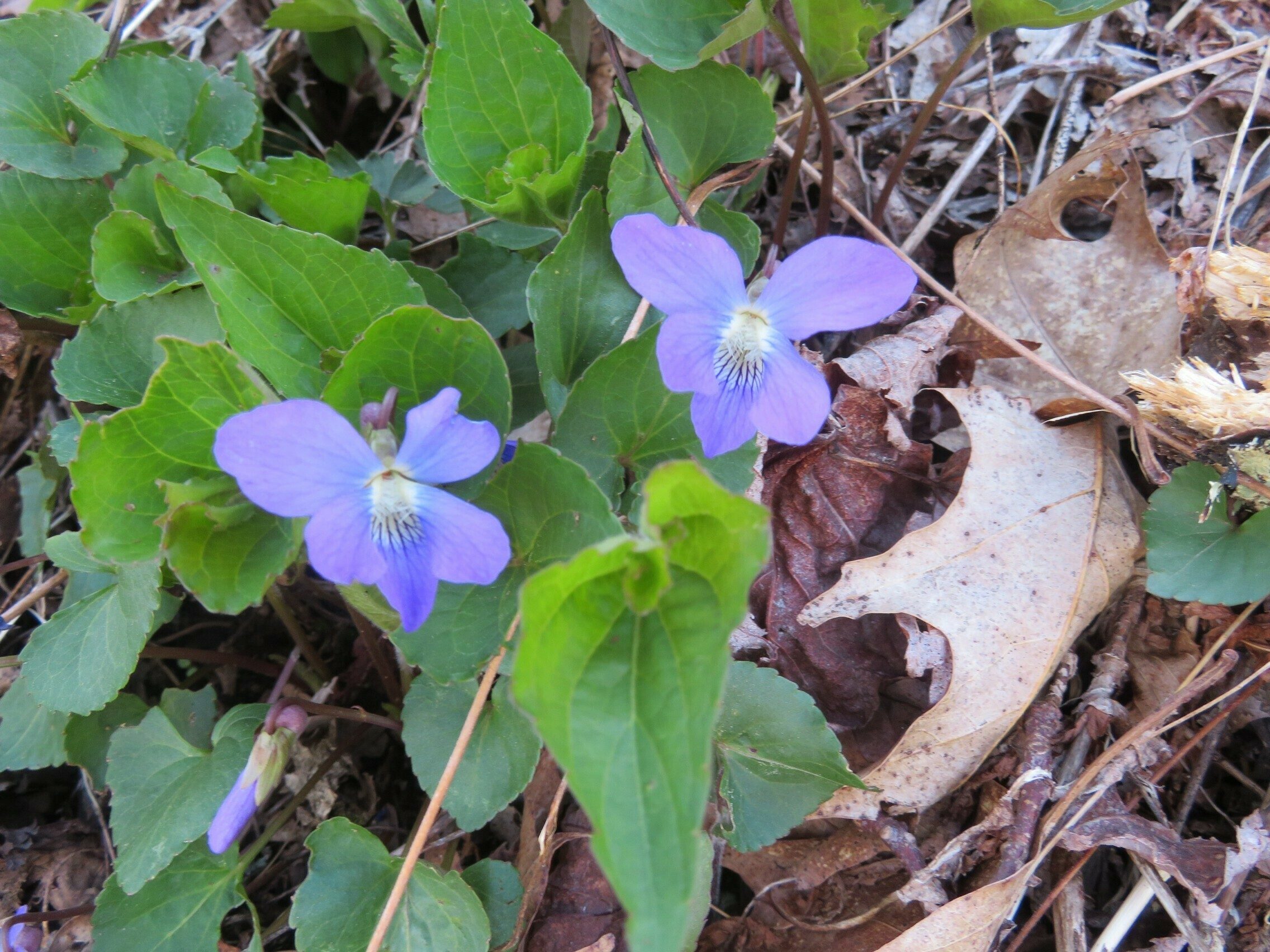 Common Blue Violet (Viola sororia)