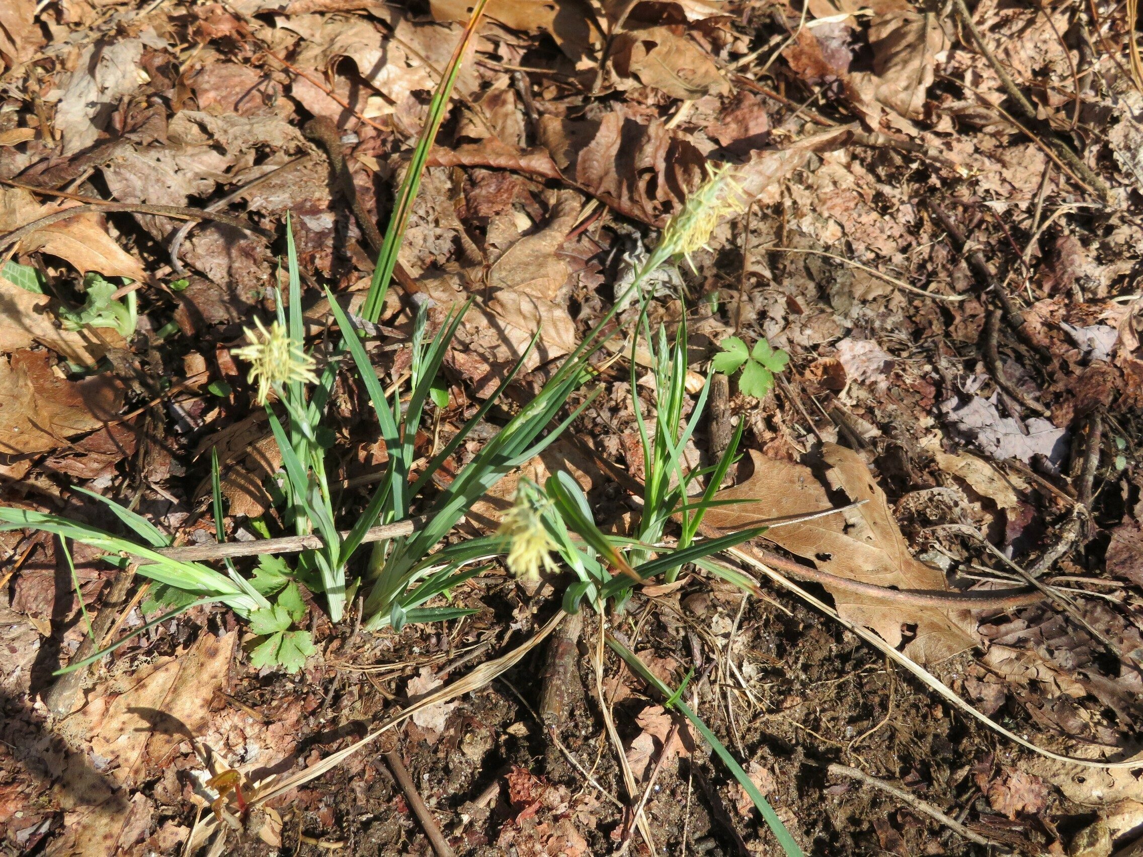 Unknown grassy wildflower in bloom