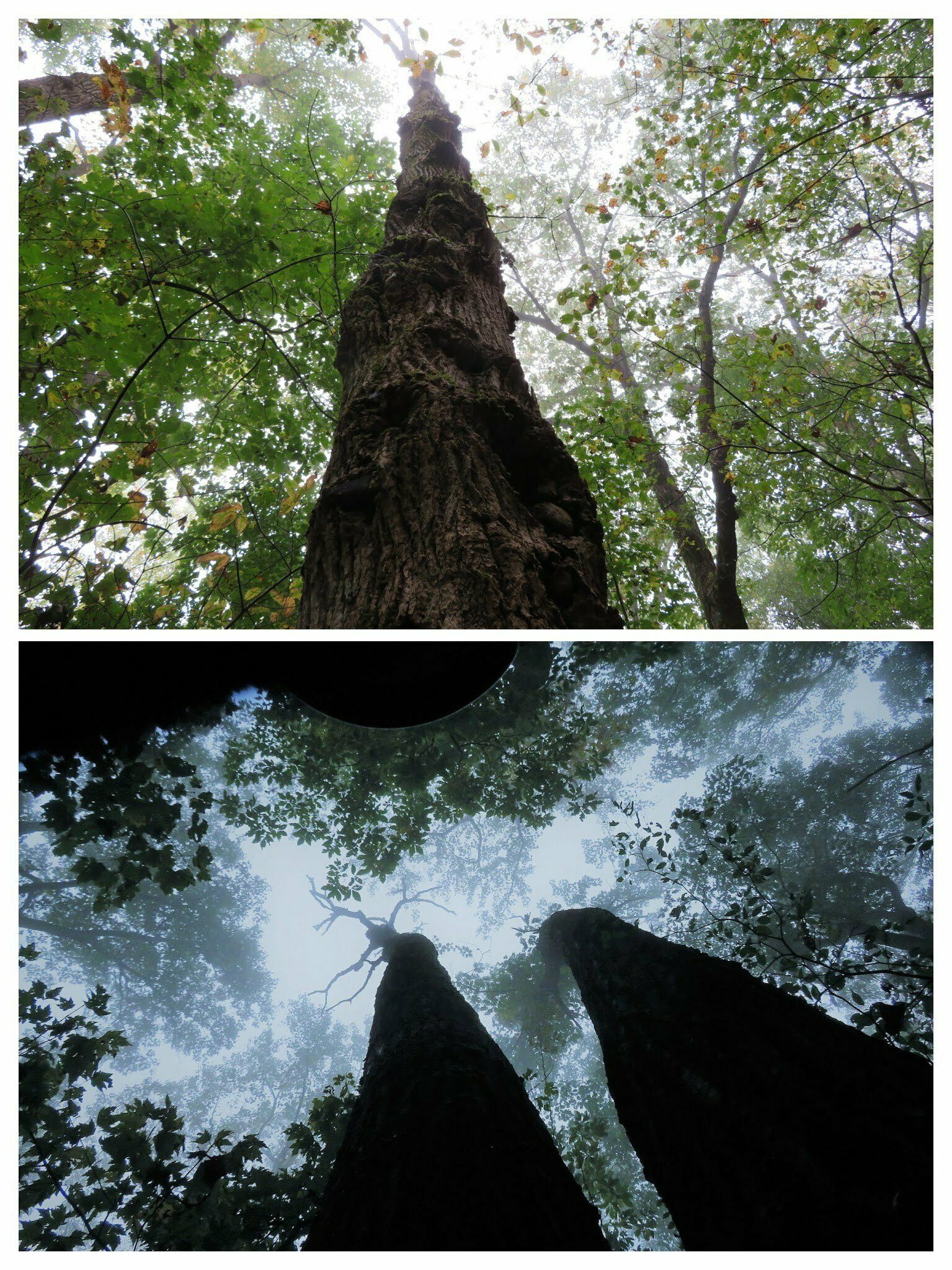 Some very large and gnarly trees towering above us on the last part of the return leg.