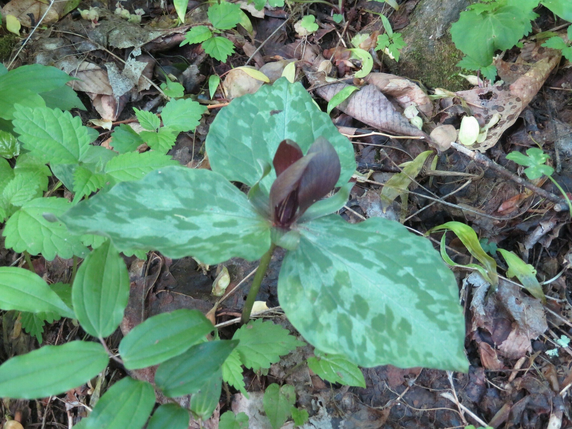 Toadshade / Red Trillium (Trillium cuneatum)
