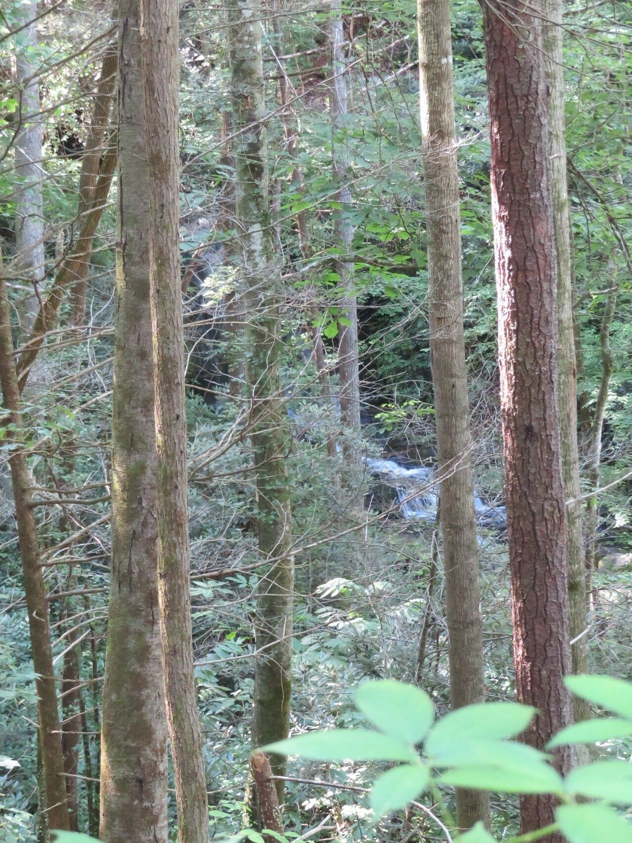 Not a great view. A nice cascade along Camp Branch adjacent to, but not easily accessible from the trail.