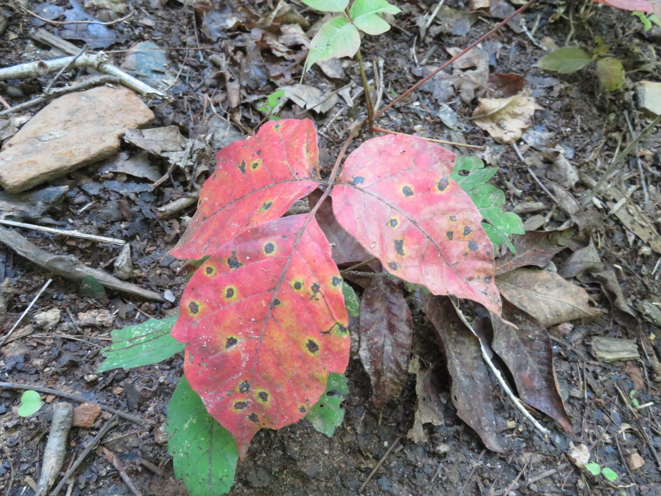 Pretty colors, but also poisonous.