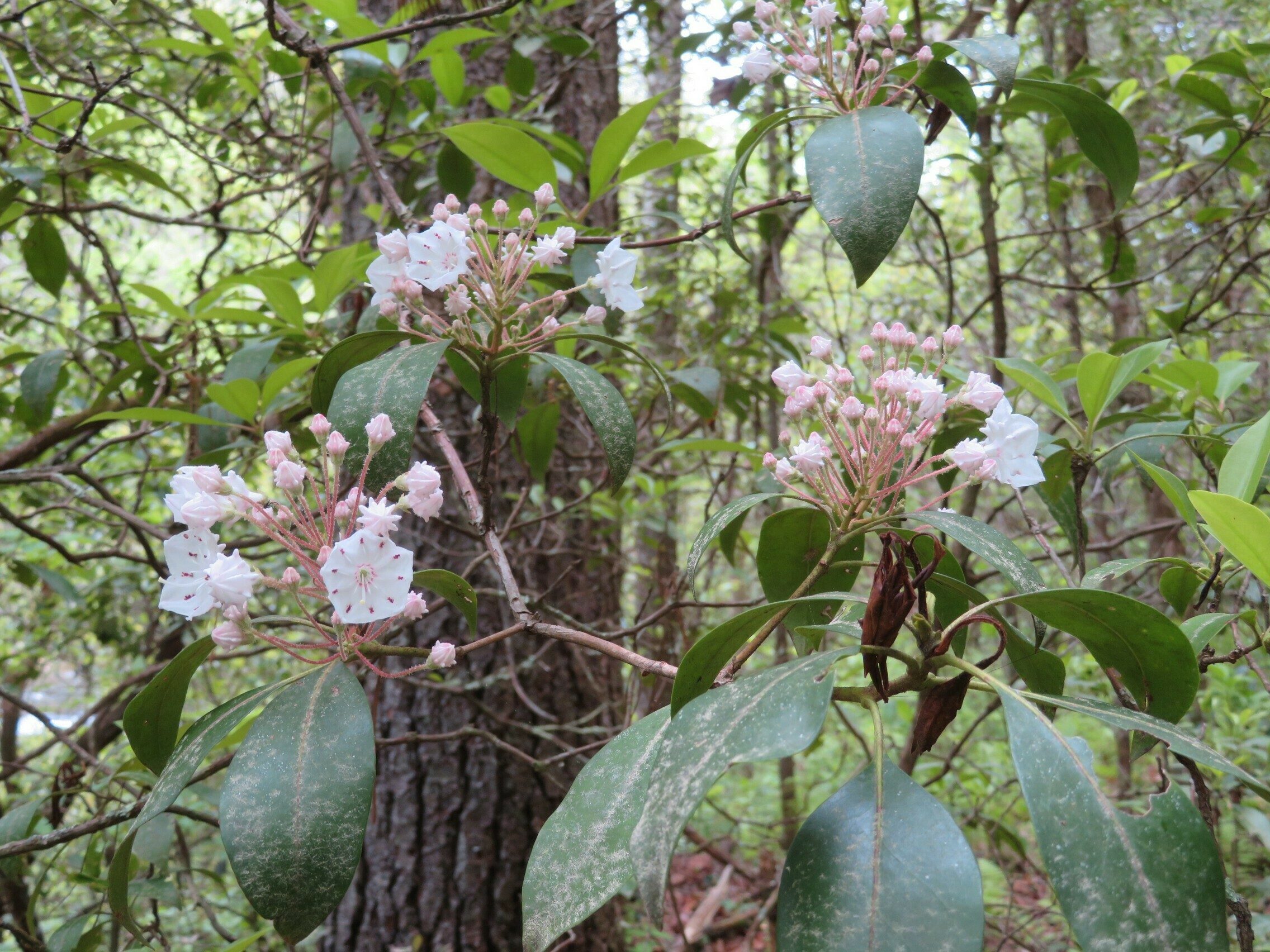 Mountain Laurel (Kalmia latifolia)