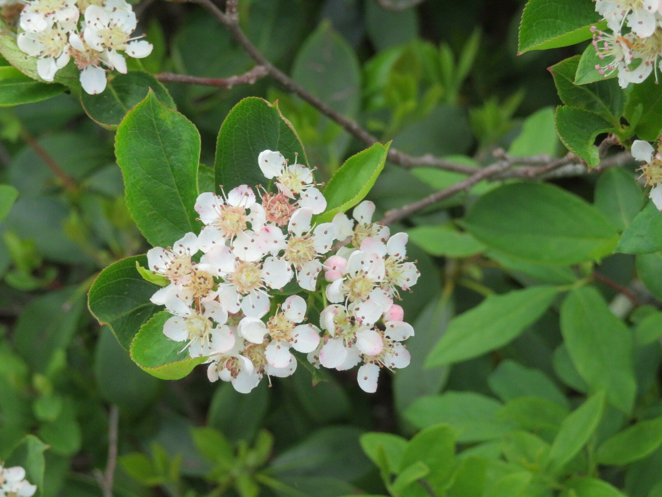 Mountain Laurel (Kalmia latifolia)