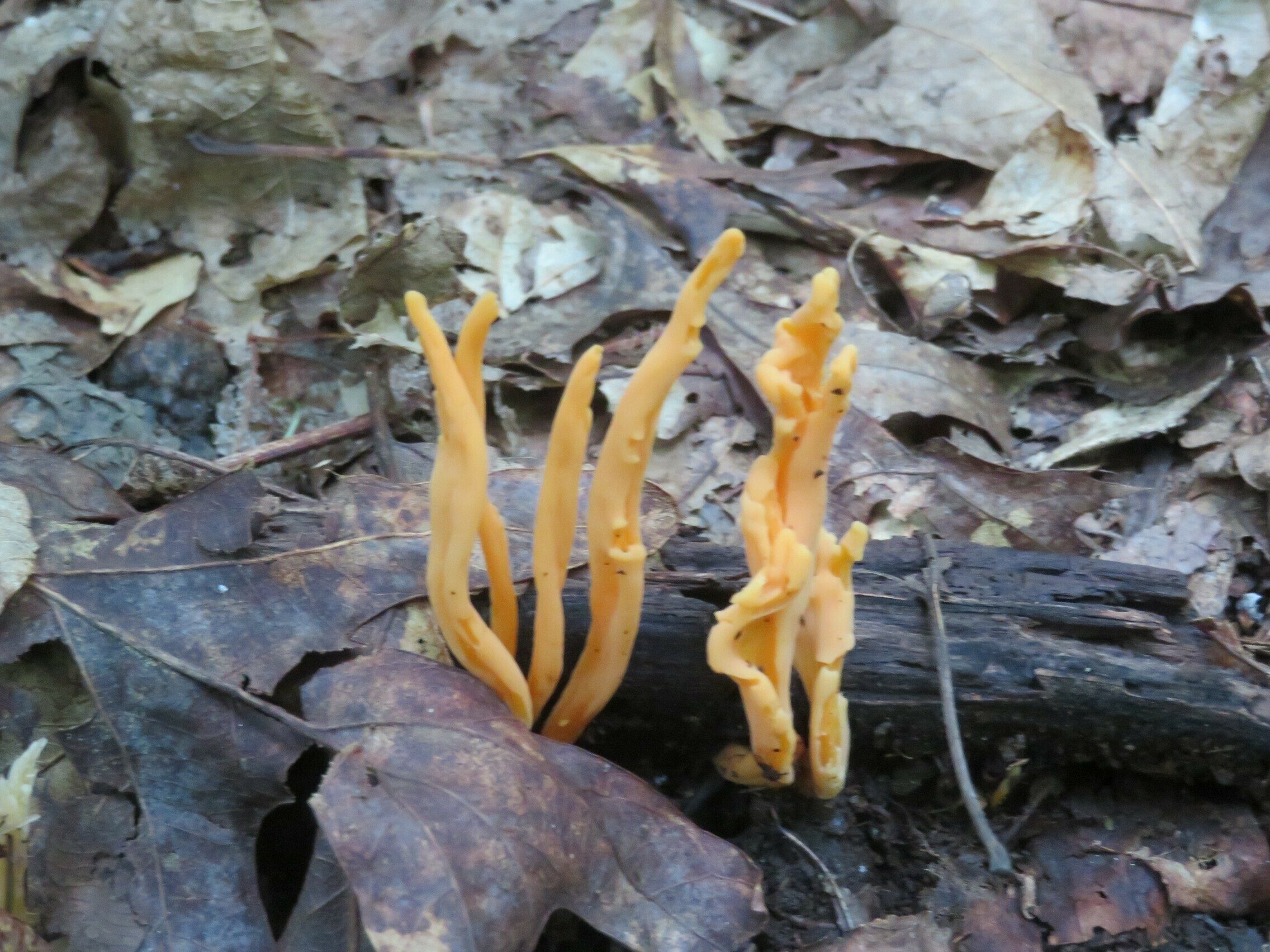 Artful fungus