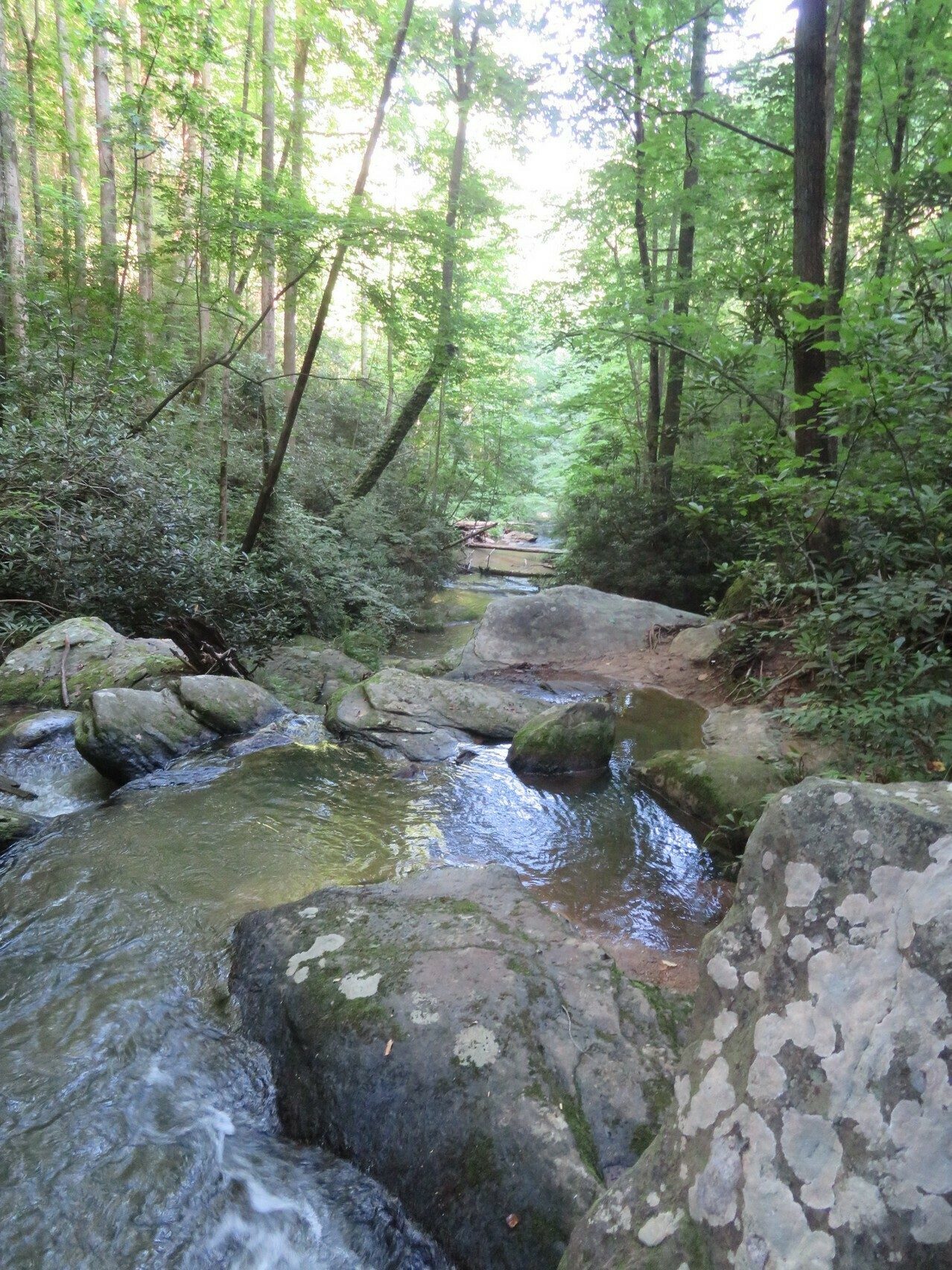 Looking downstream from the falls on Opossum Creek.