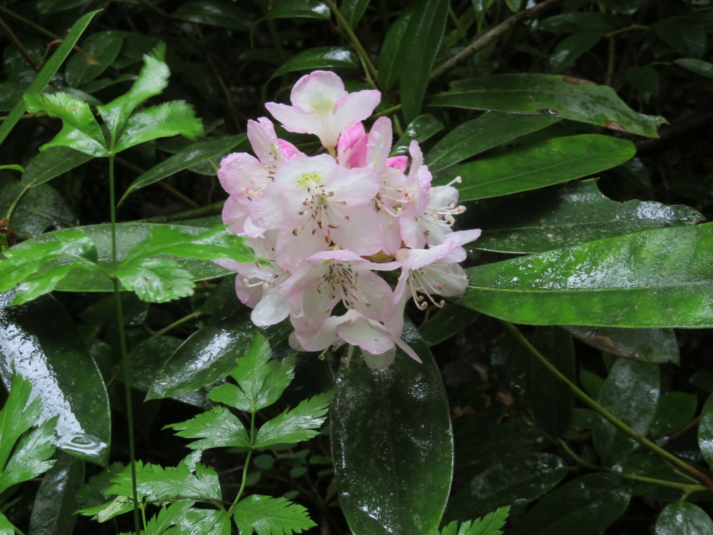 Carolina Rhododendron(Rhododendron carolinianum)