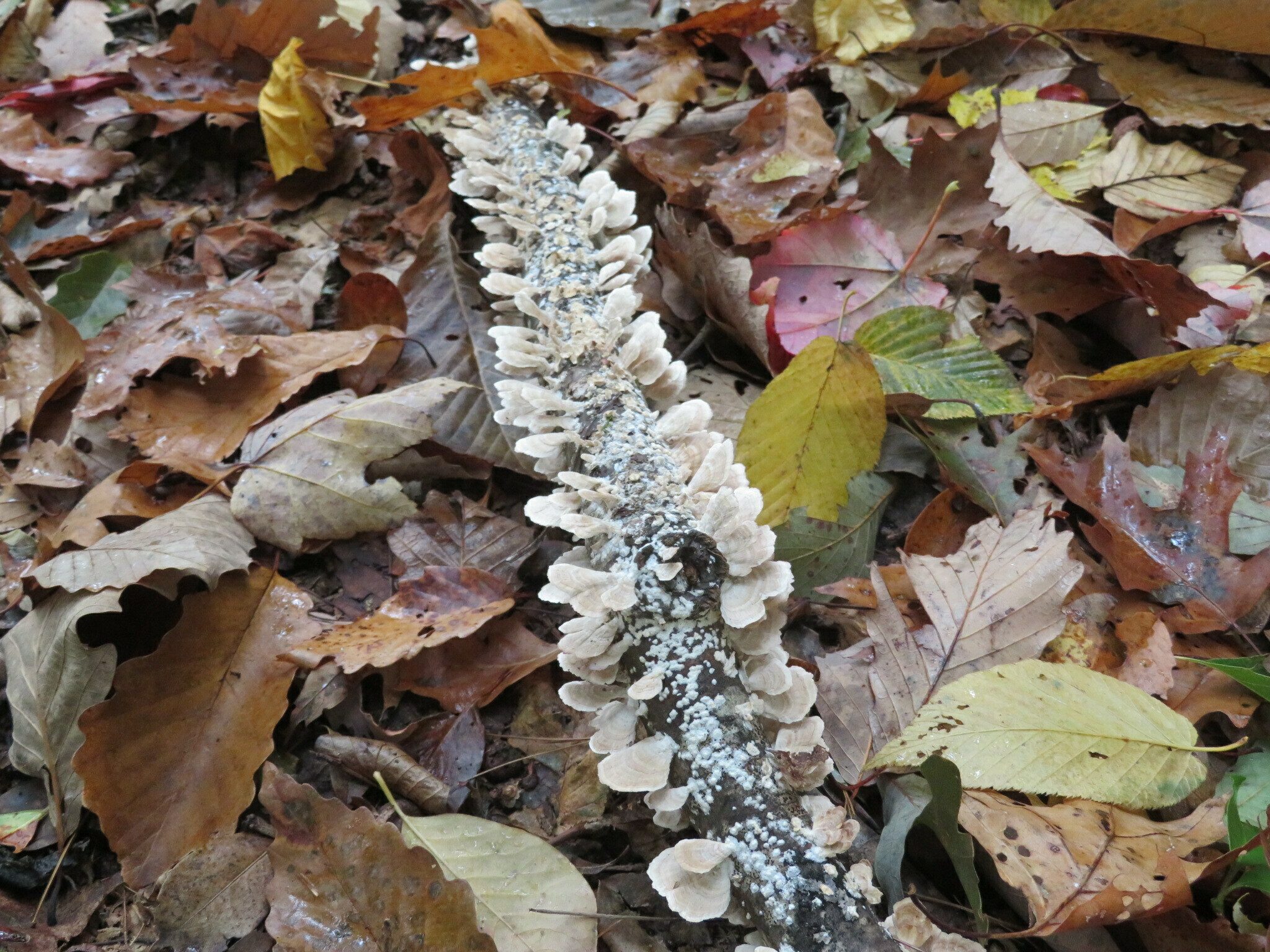 Not a lot of fungus this hike, but this example looks like a critter lost its tail.