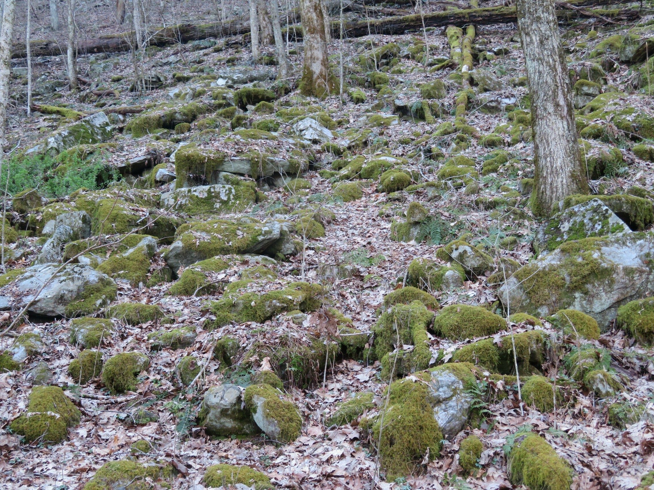 Moss covered rocky hillside.