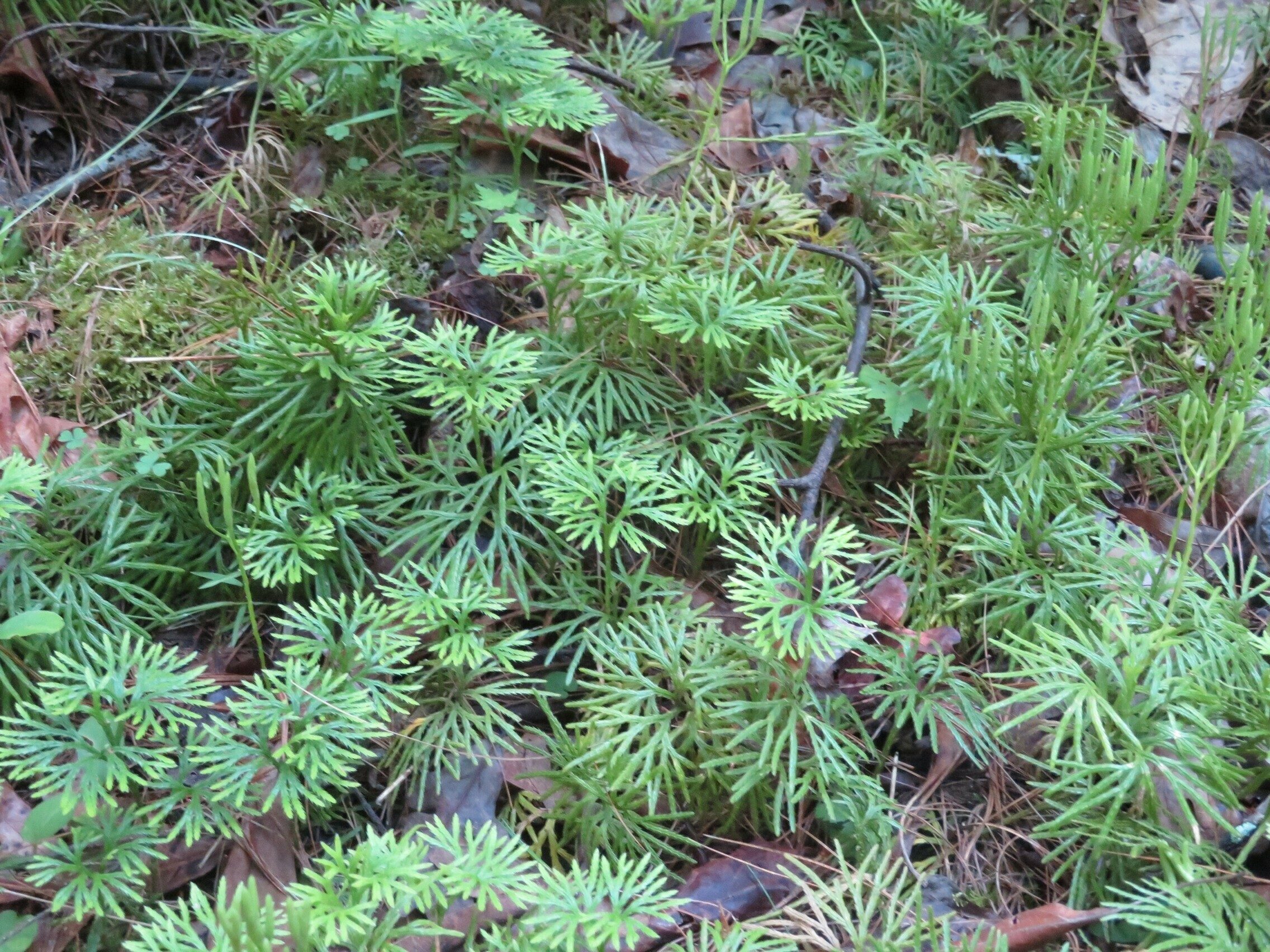 Ground Cedar (Lycopodium digitatum)