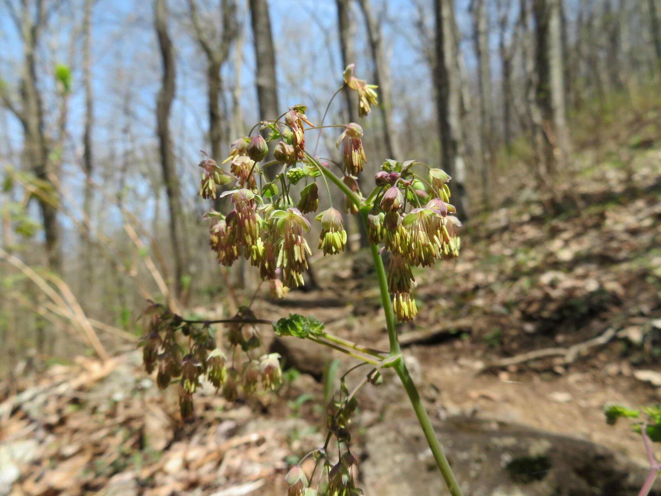 Early meadow-rue (Thalictrum dioicum)