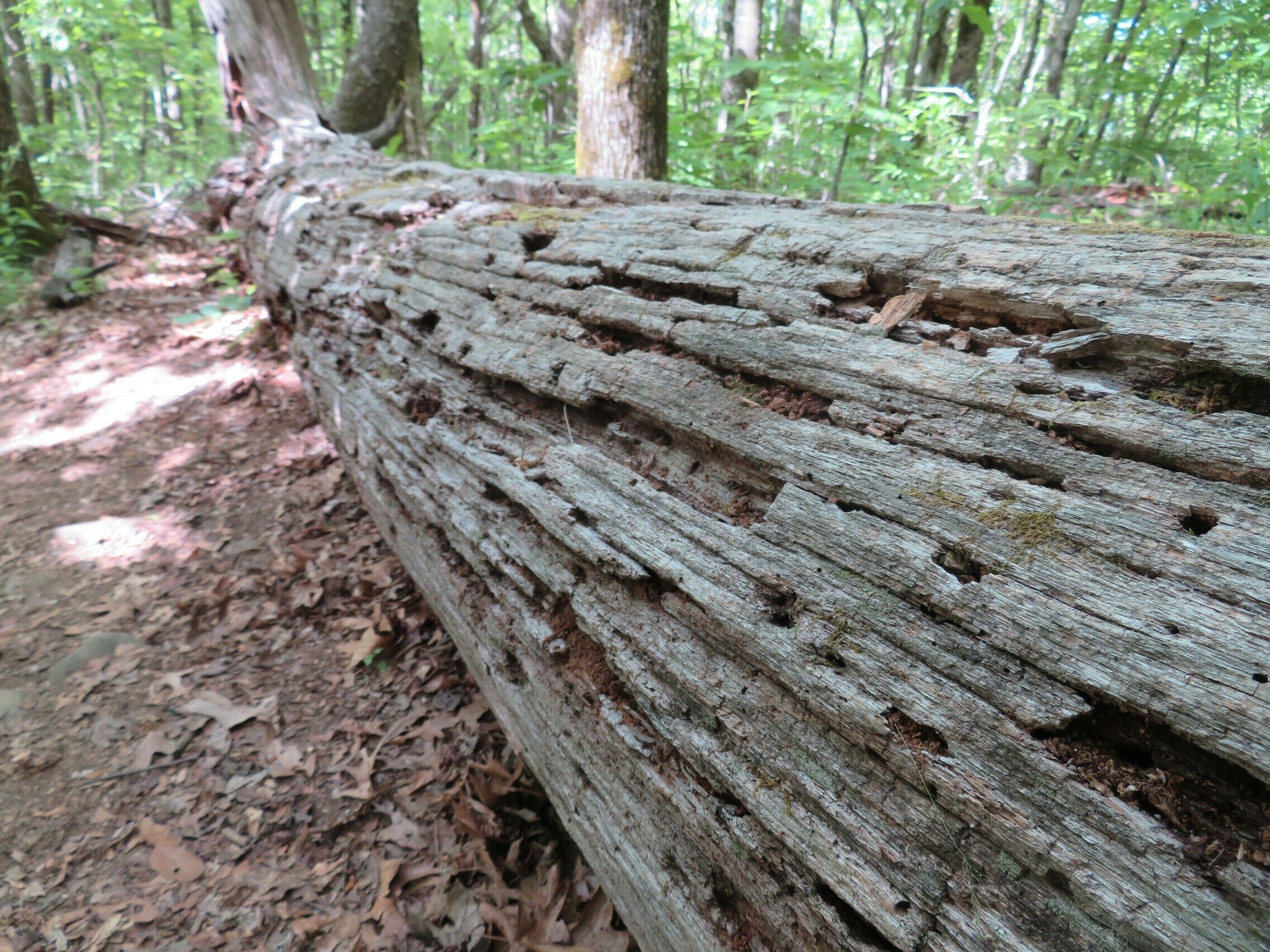 Lots of gnarly deadfall along the sides of the trial.  Interesting wood pattern.
