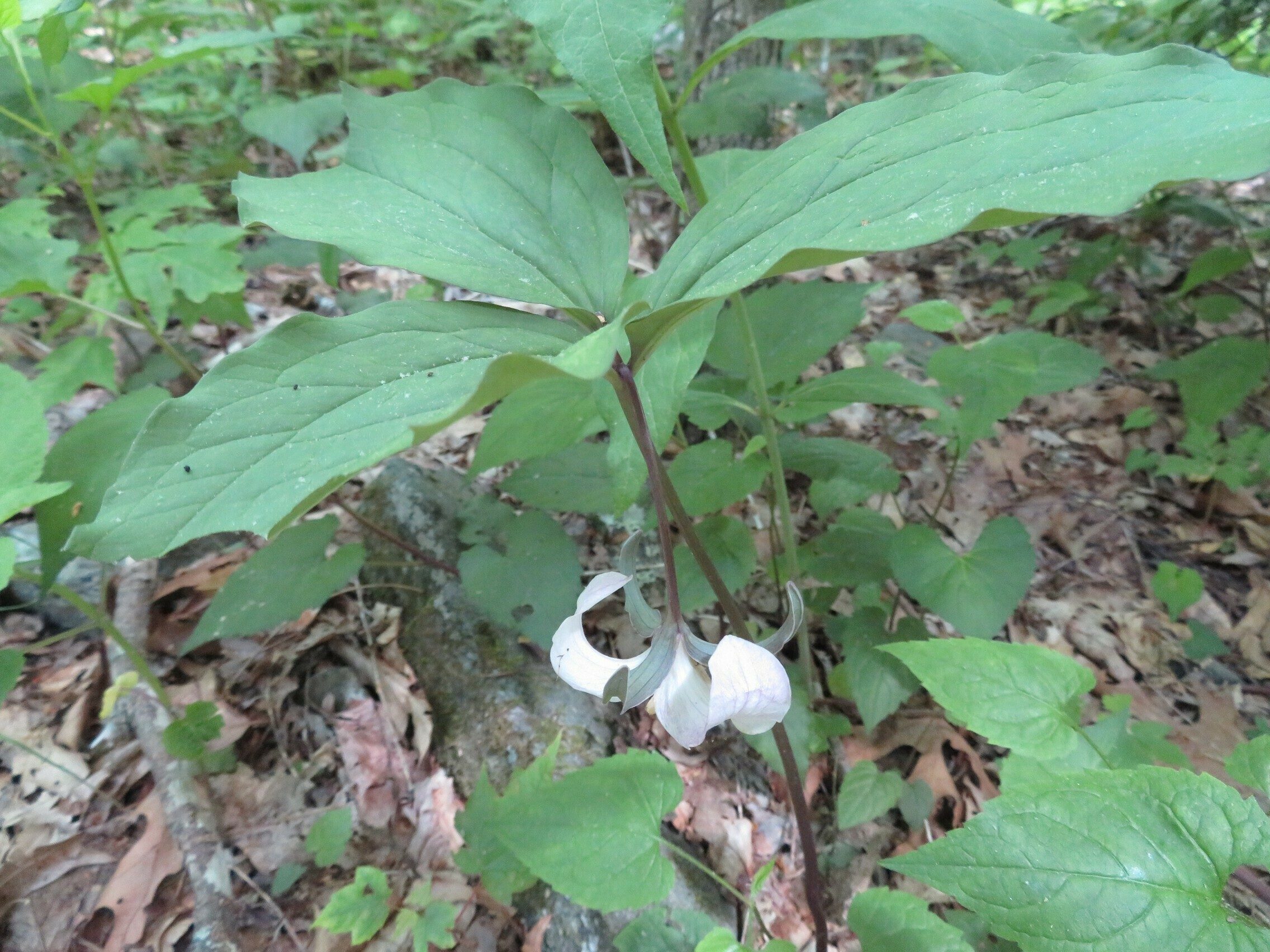 Catesby's Trillium(Trillium catesbaei) - Perhaps faded from pink to while