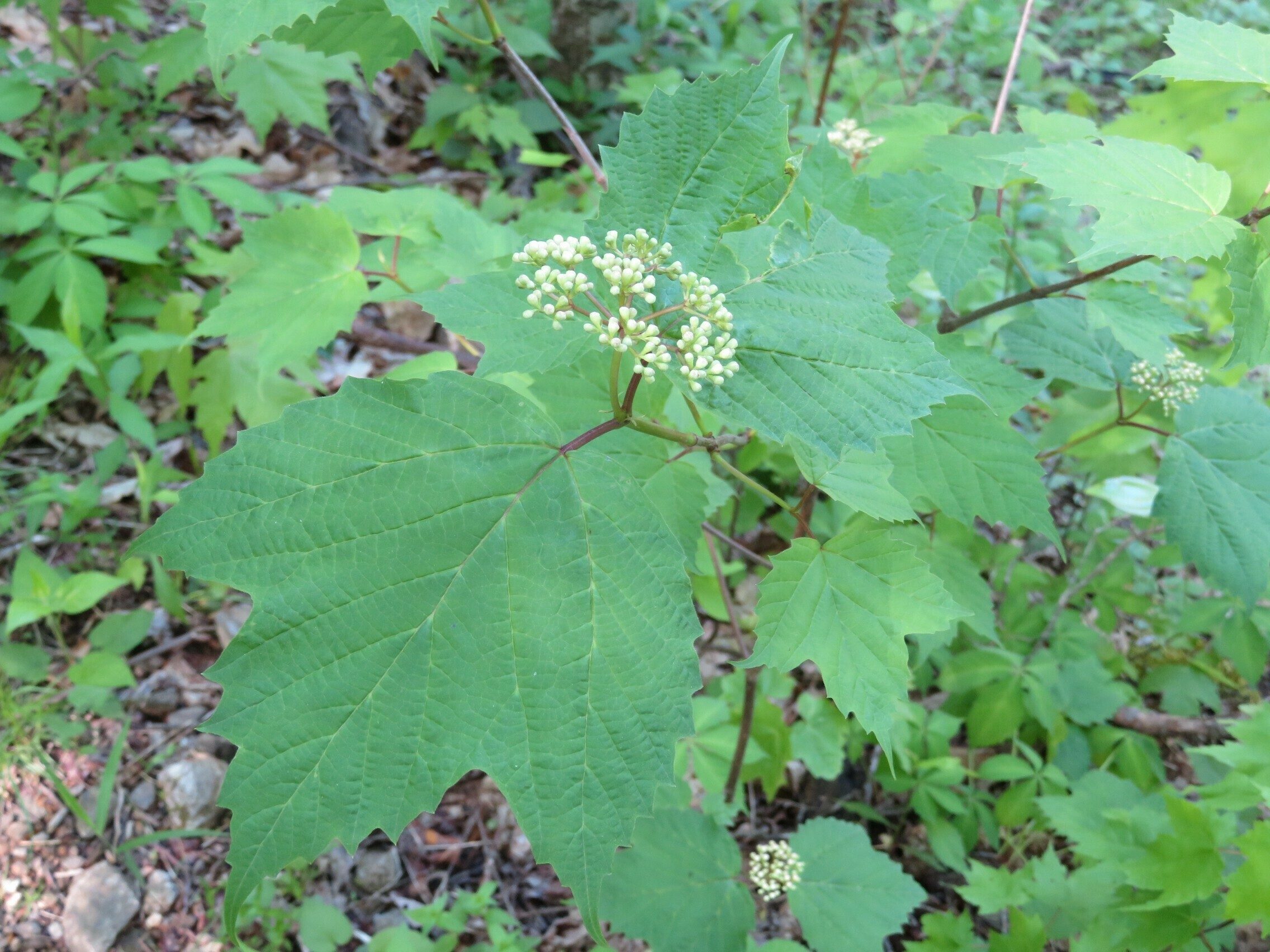 Maple-Leaf Viburnum(Viburnum acerifolium)