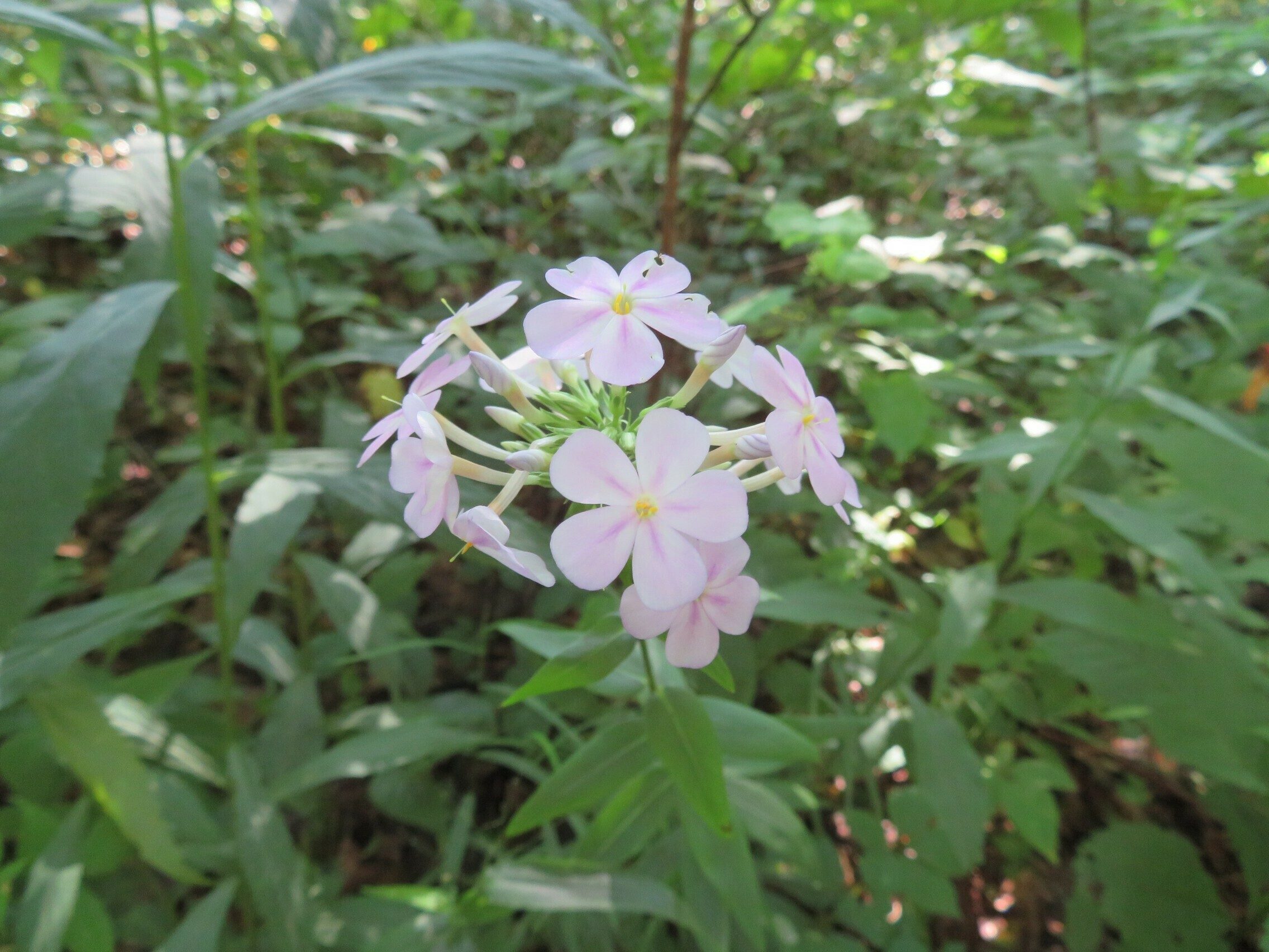Downy Phlox (Phlox pilosa)