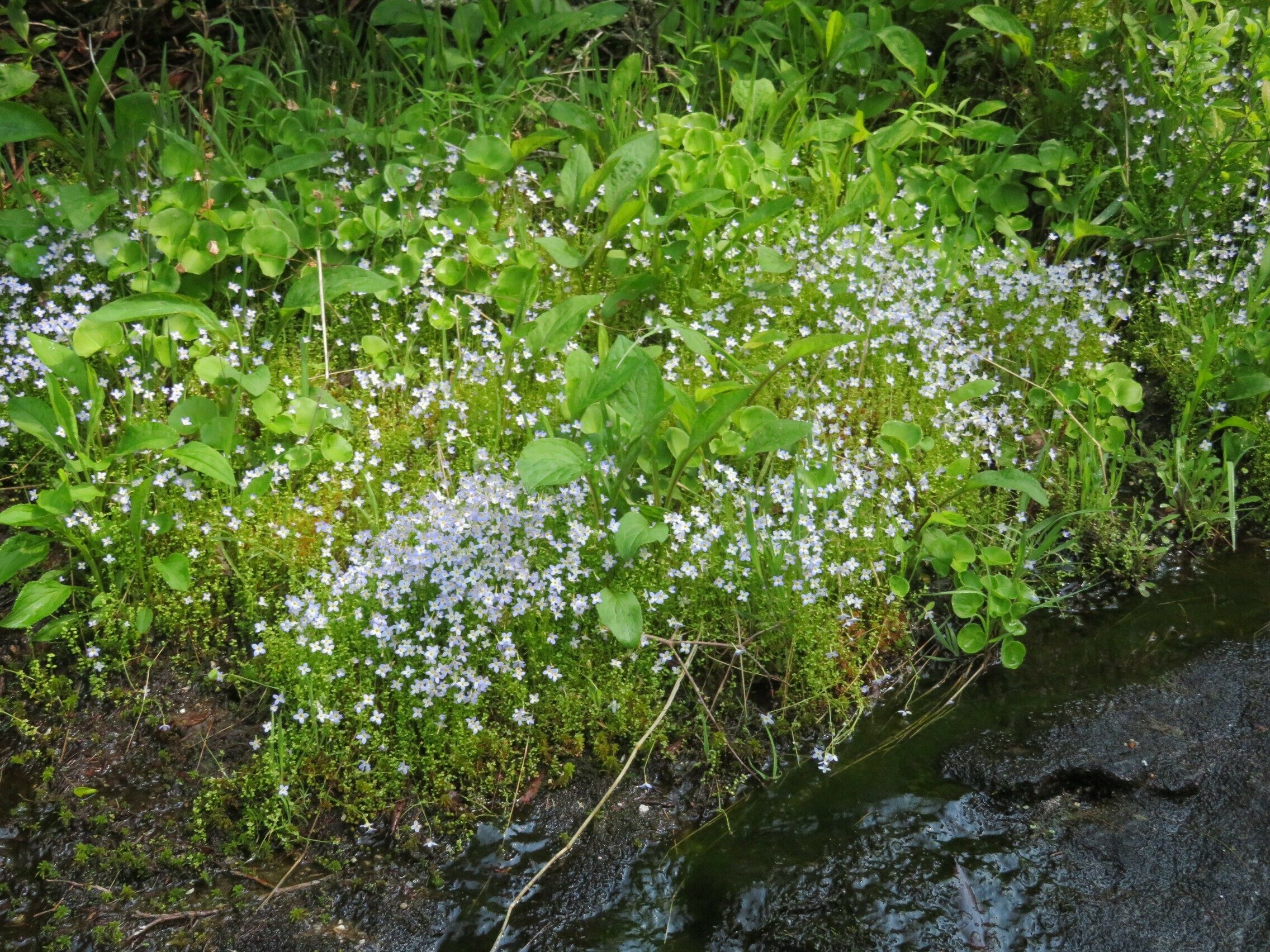 Bluet (Houstonia serpyllifolia)