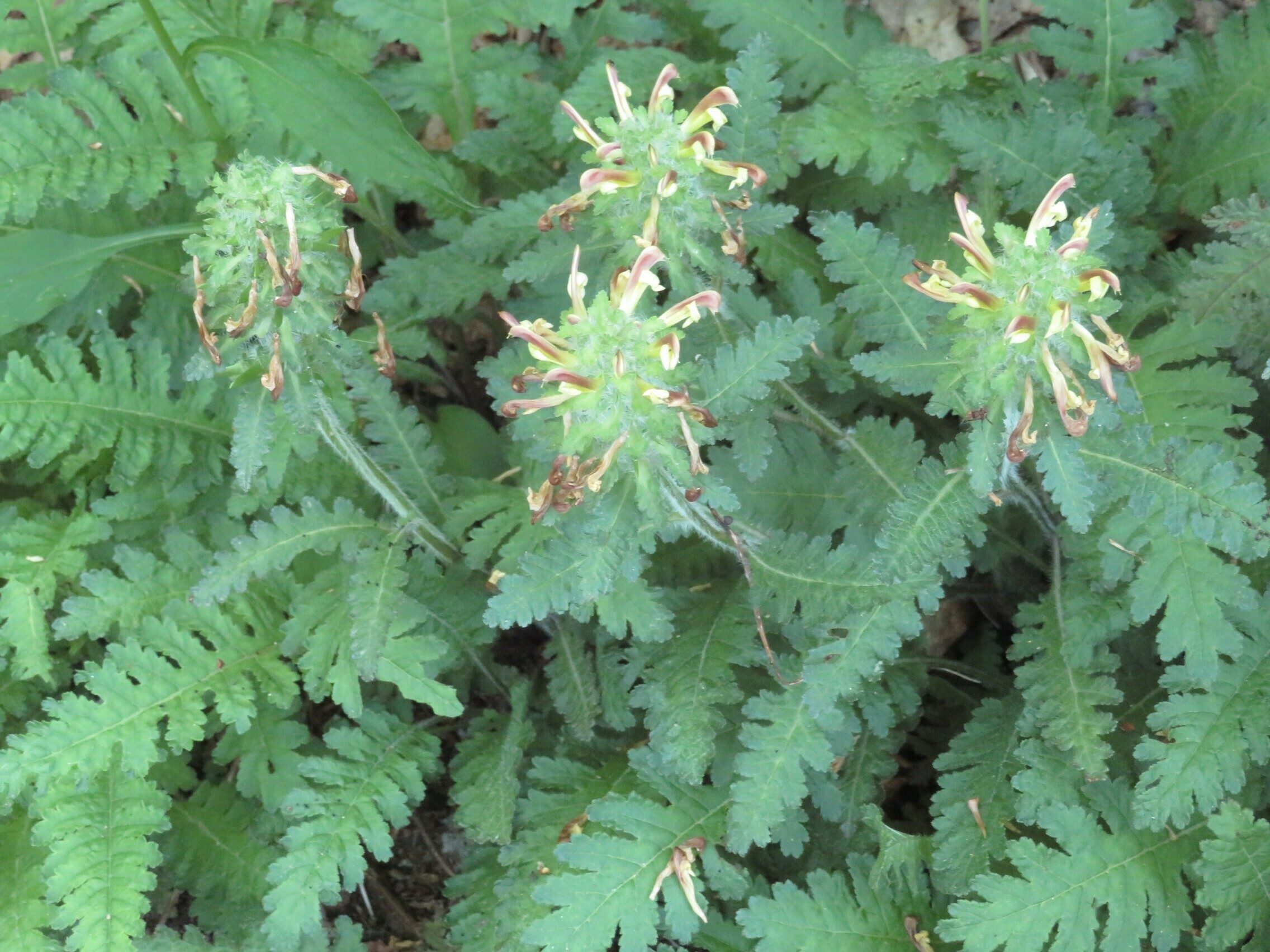 Wood Betony / Lousewort (Pedicularis canadensis)