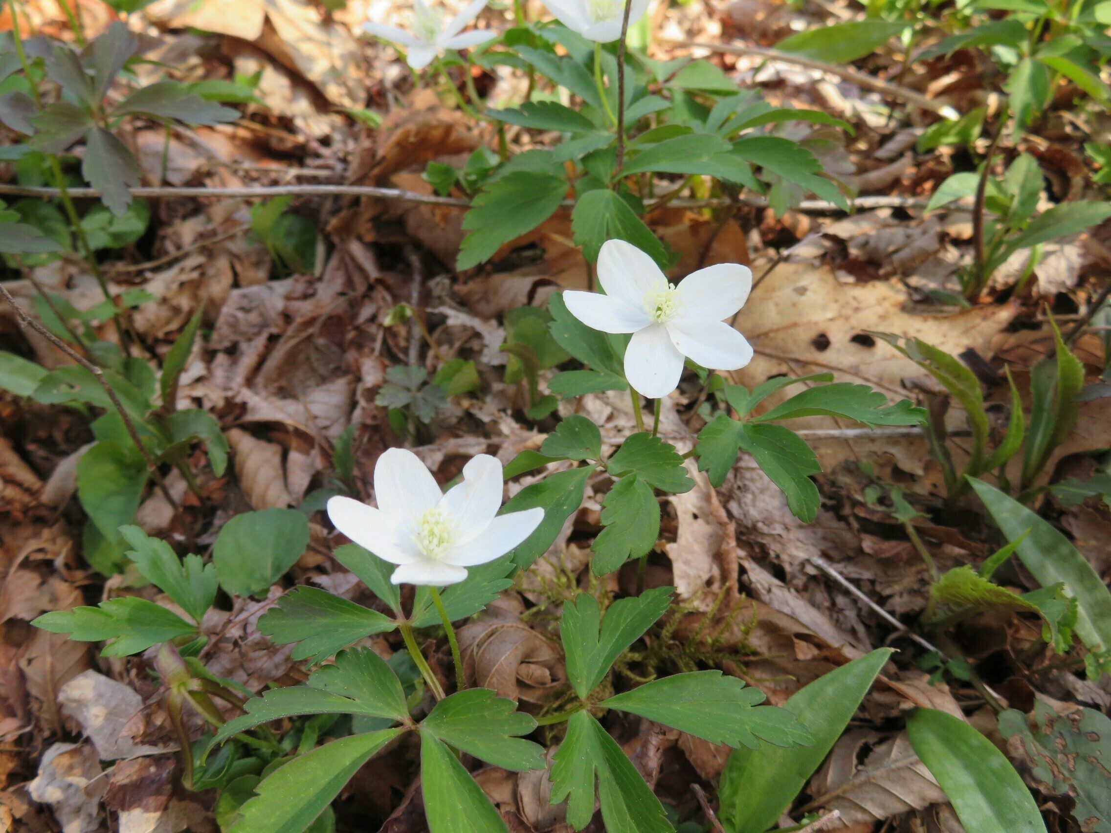 Wood Anemone (Anemone lancifolia)